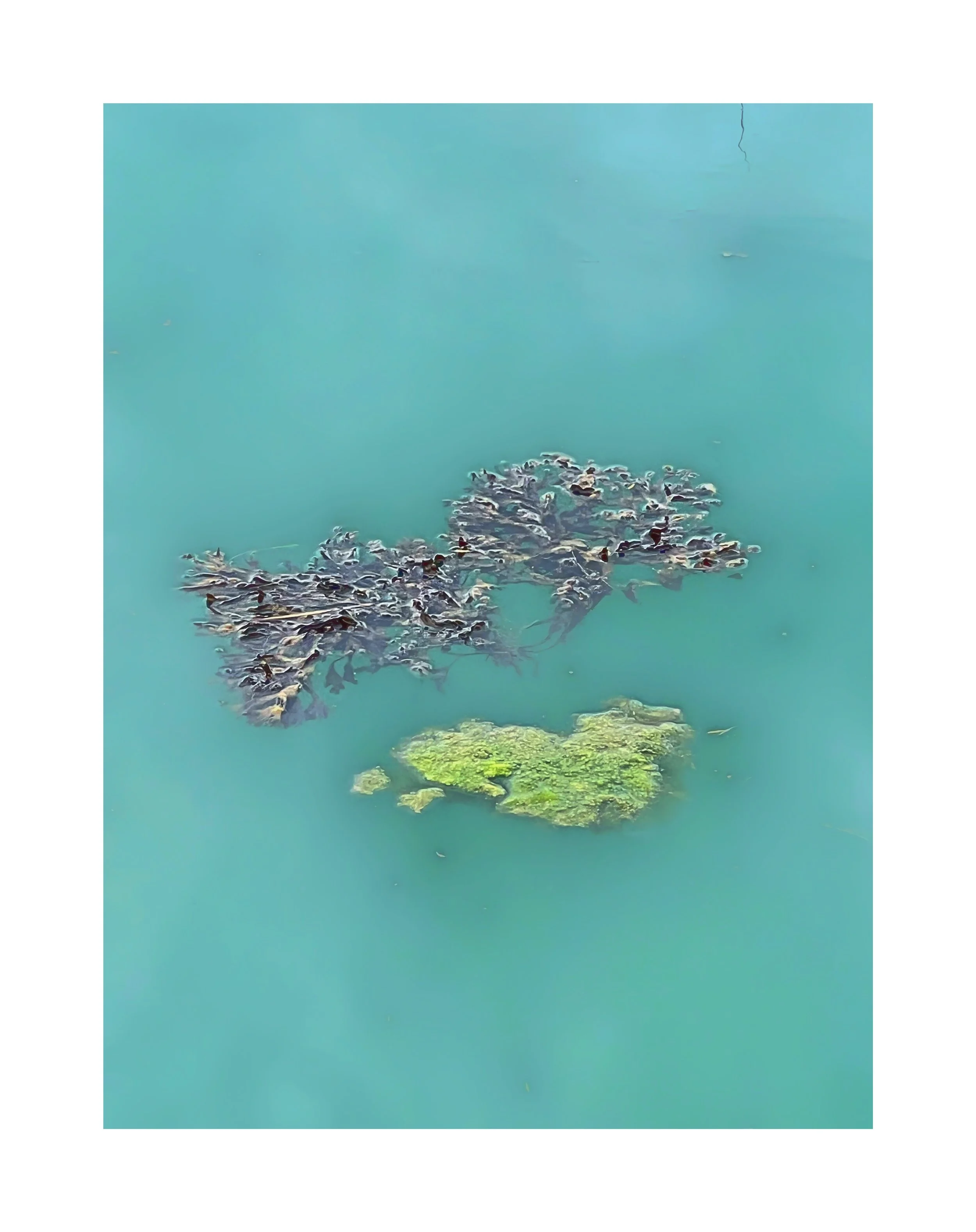 deux groupes de feuilles flottant dans une eau bleu vert, une est sombre et une autre est verte.