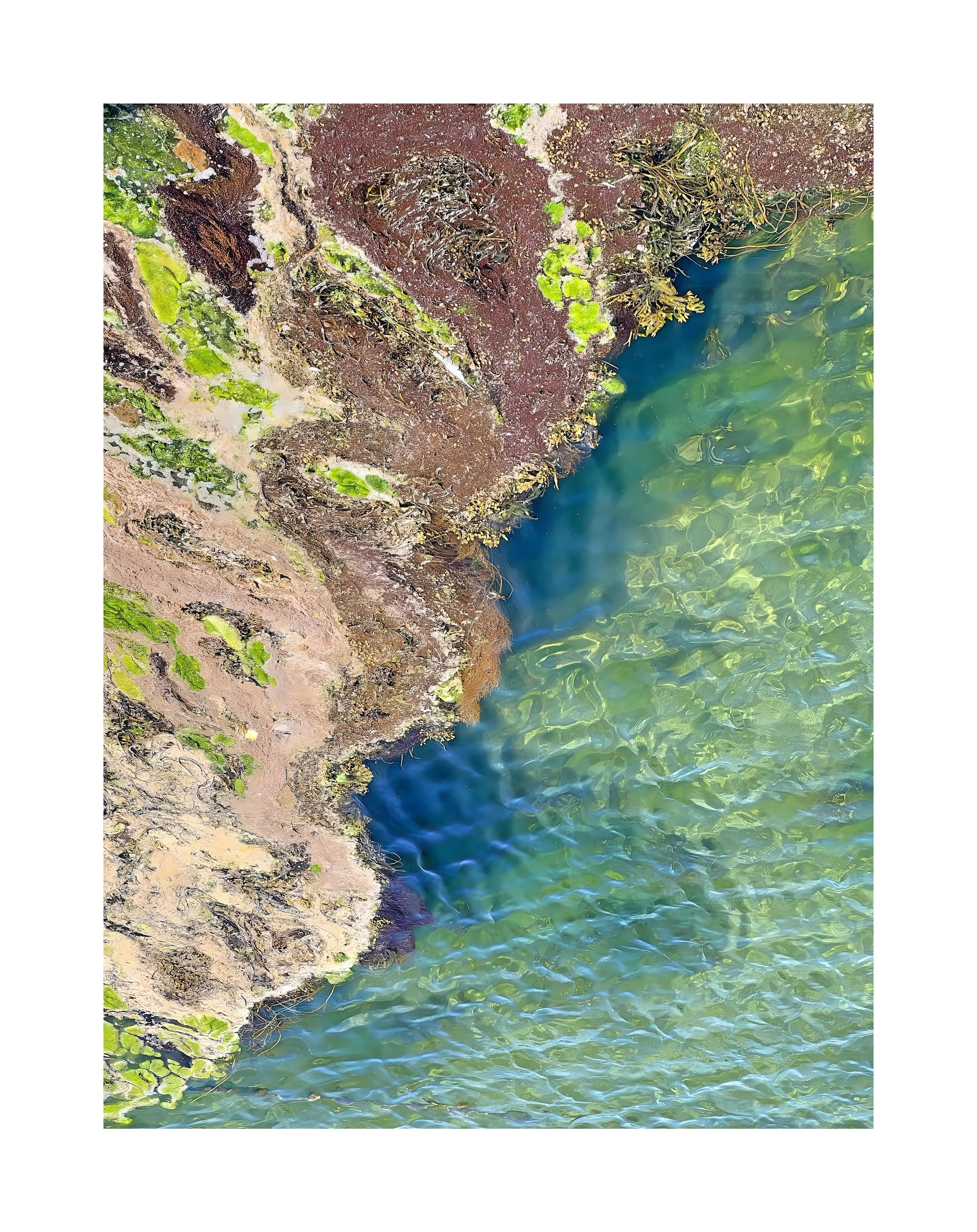 Rive rocheuse avec de la végétation et de l'eau verte avec des algues