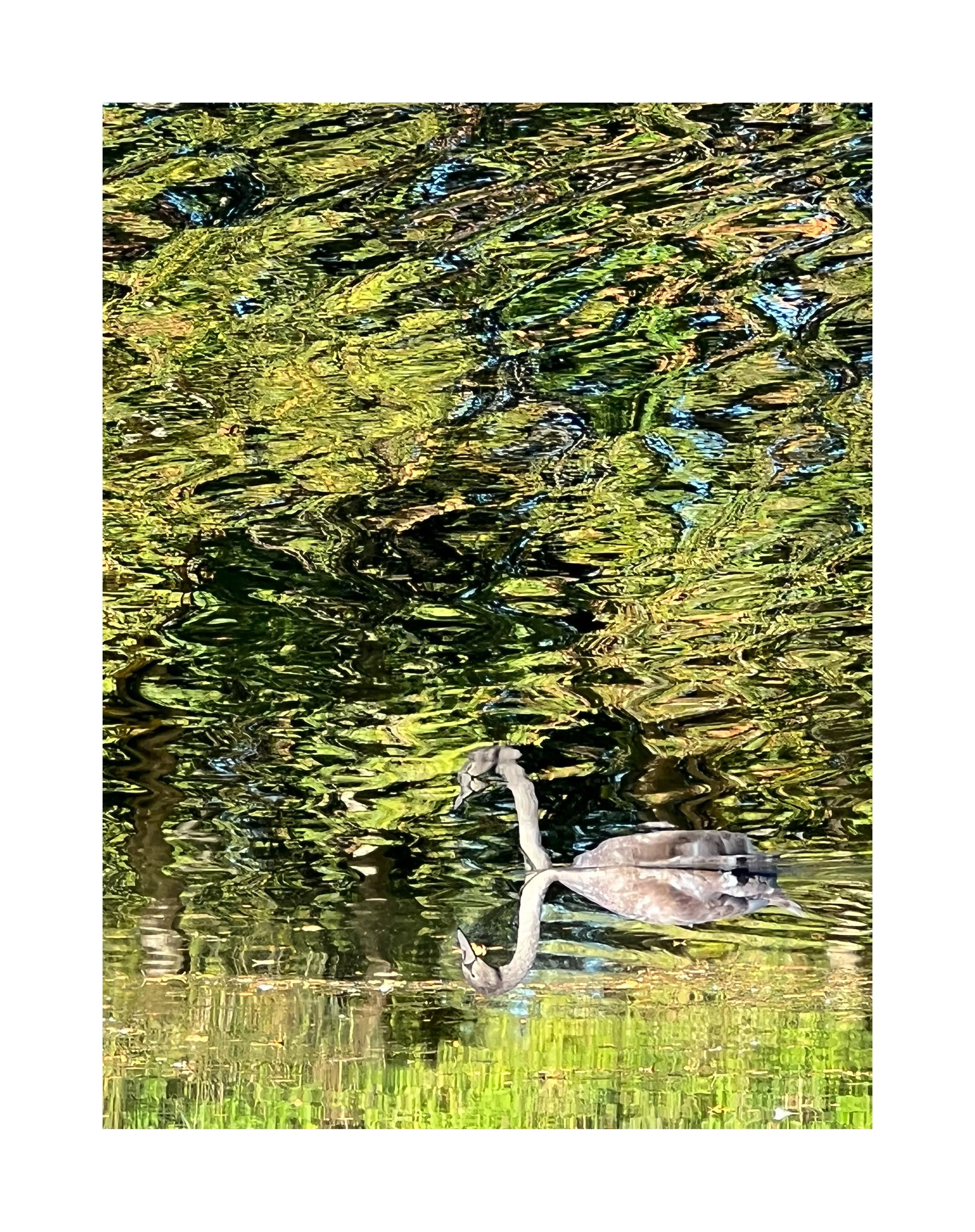 Un cygne nageant sur un étang entouré de végétation dense et de reflets d'arbres dans l'eau.