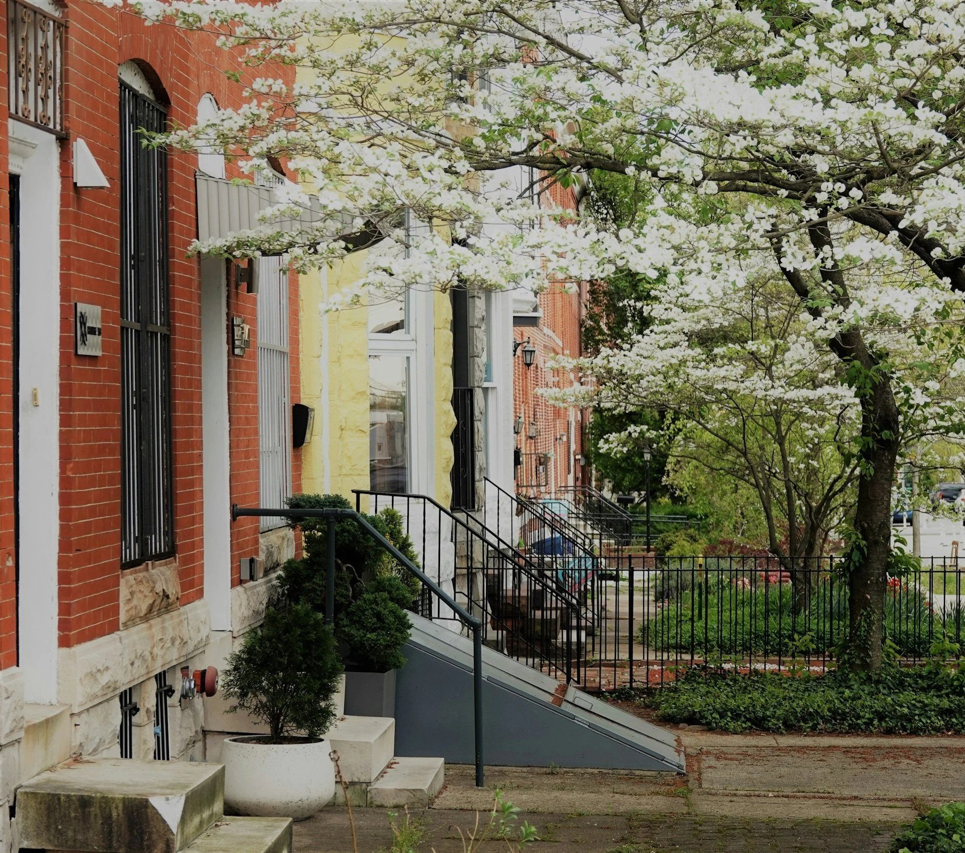 Row of brick townhouses with steps leading up to their front doors, street-facing, with trees in bloom overhead and greenery in the yards.