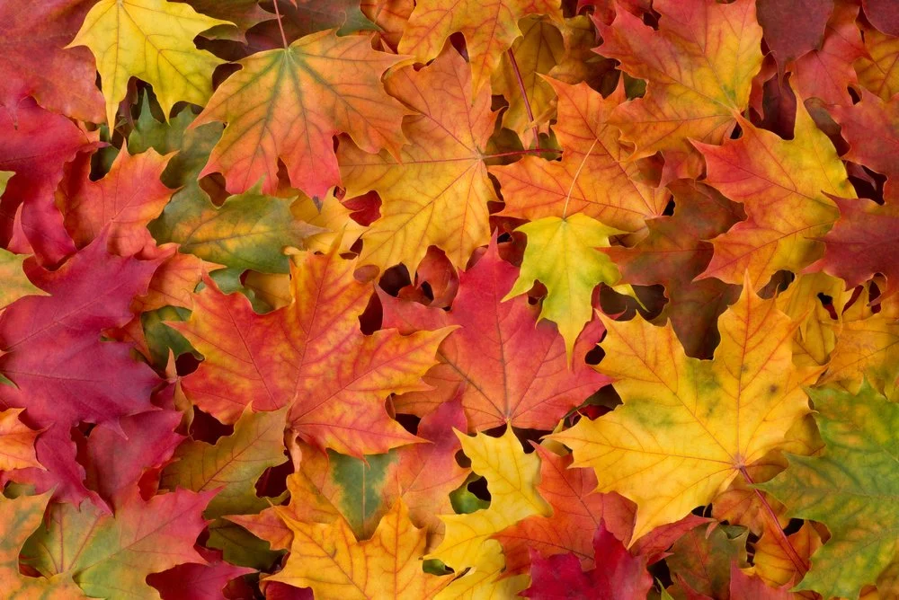 Assorted Fall Activities for Kids