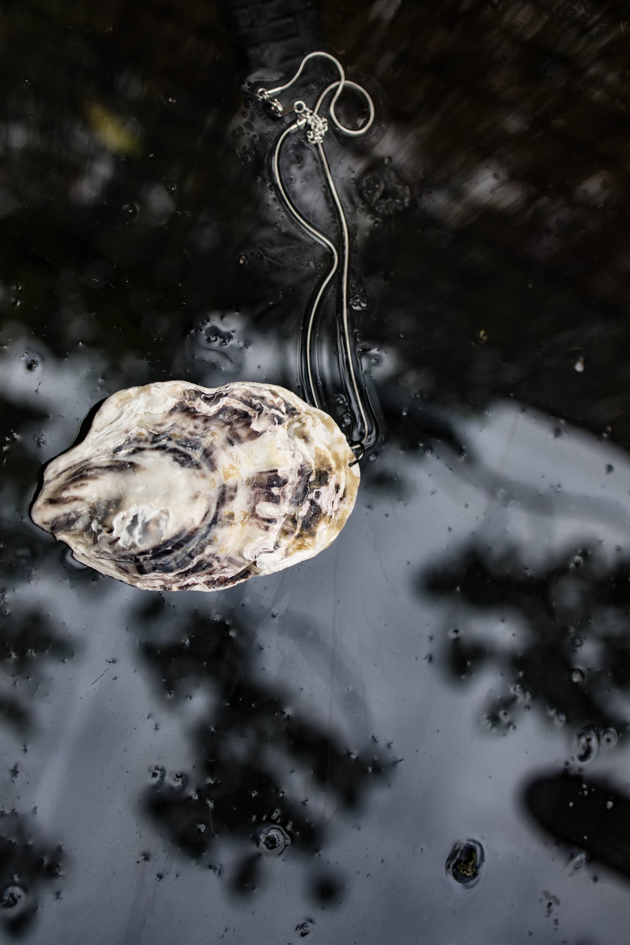 shell38 (1 of 1).jpg