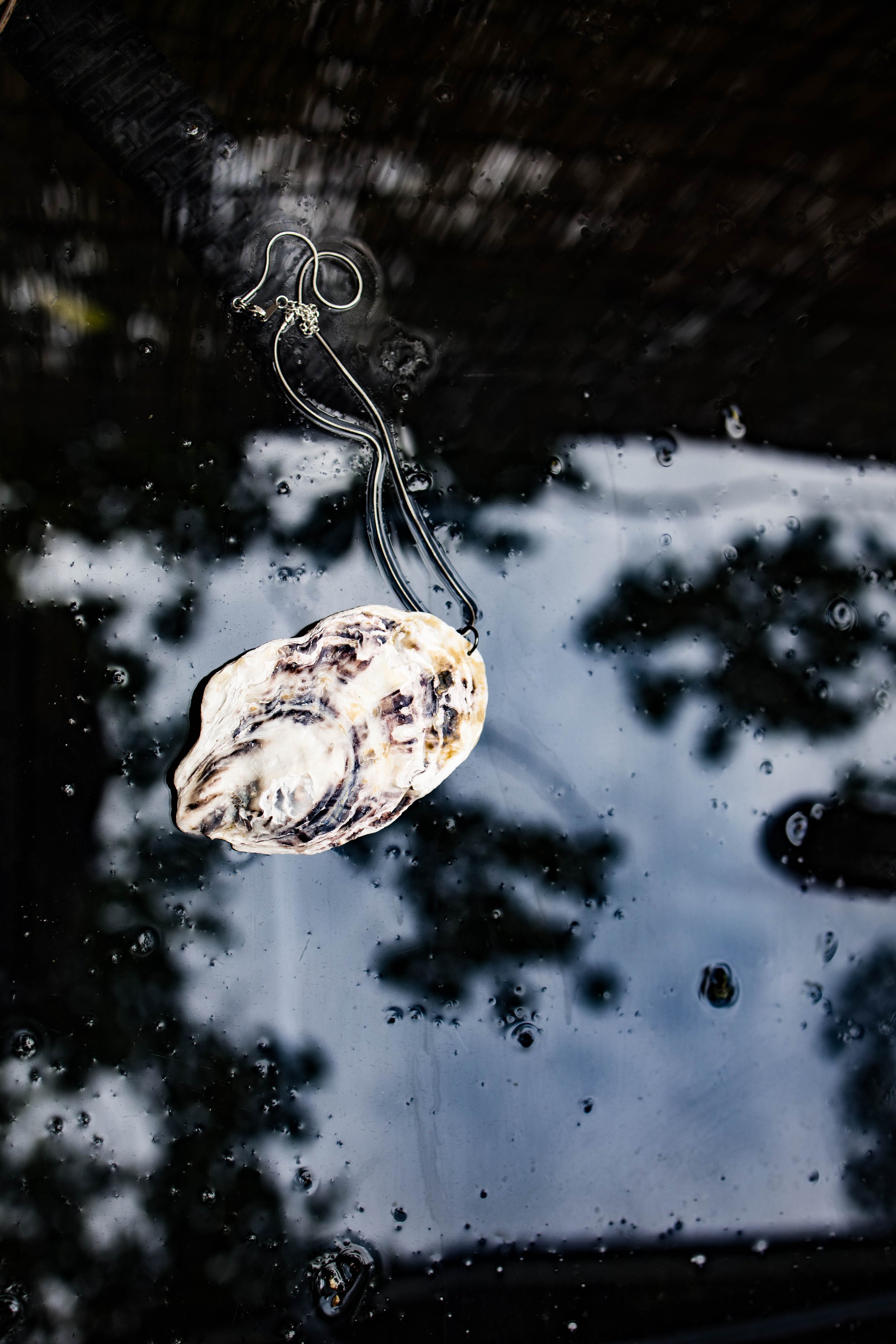 shell39 (1 of 1).jpg