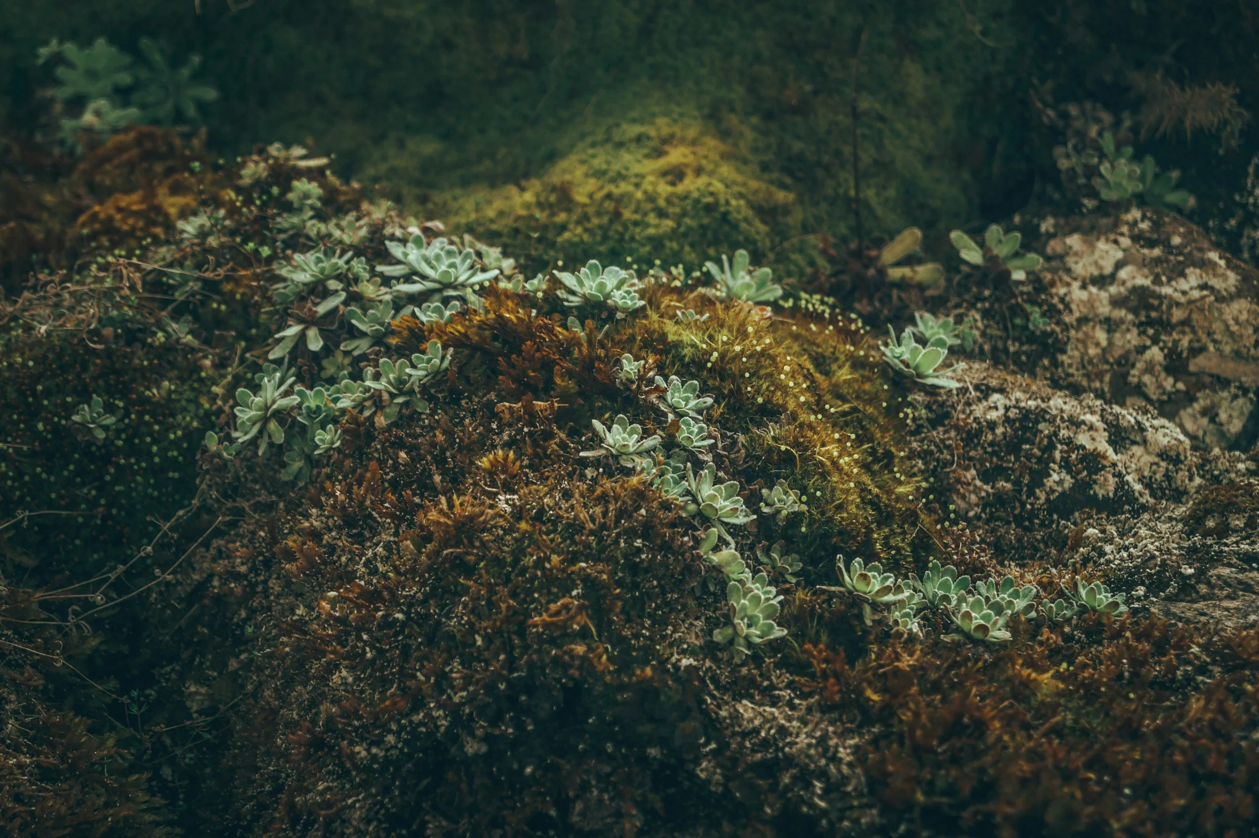 unsplash-image-T17uALC26_w.jpg