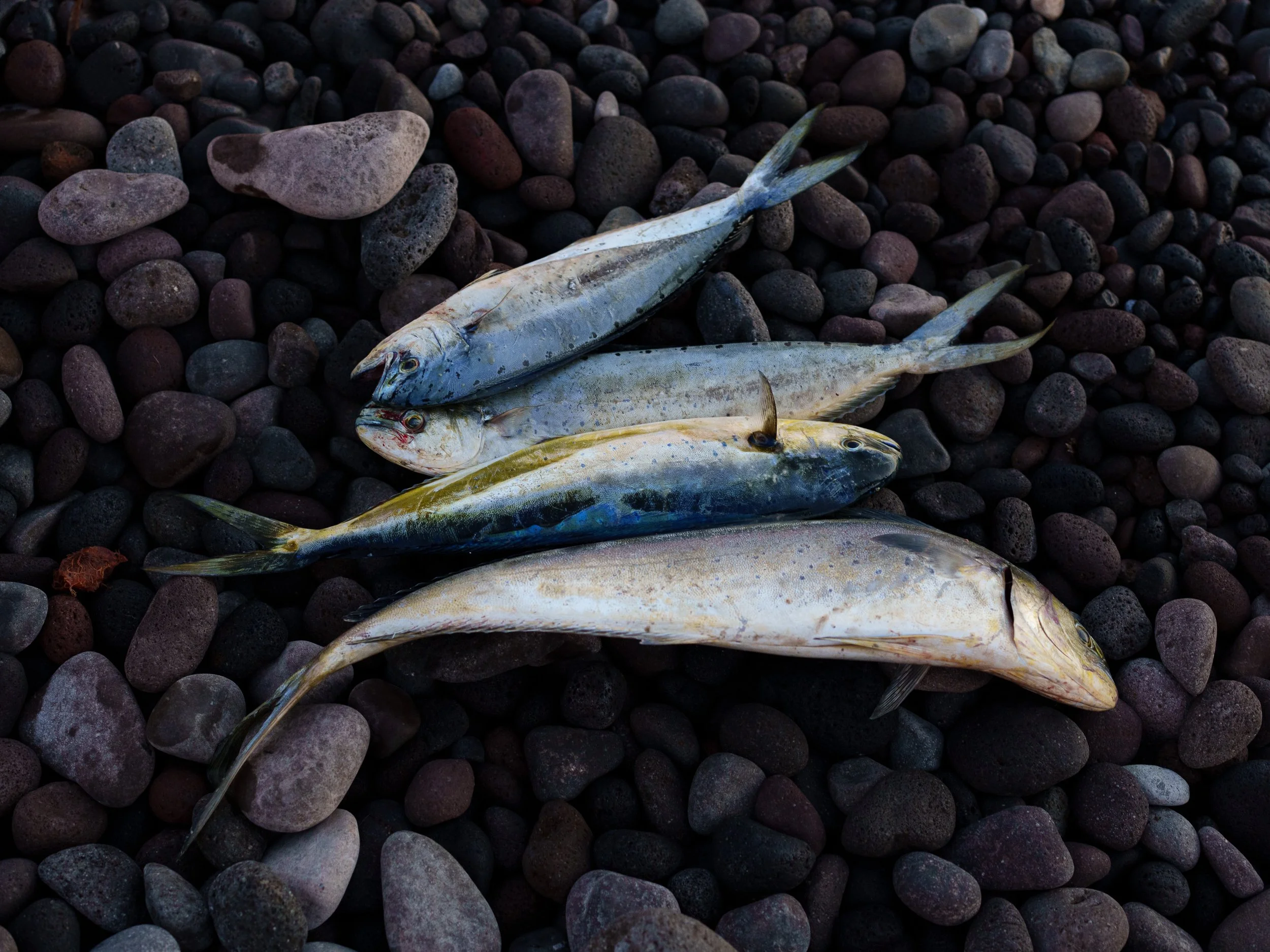 © Florence_Behar_Aboudaram_sHARDS-008.jpg