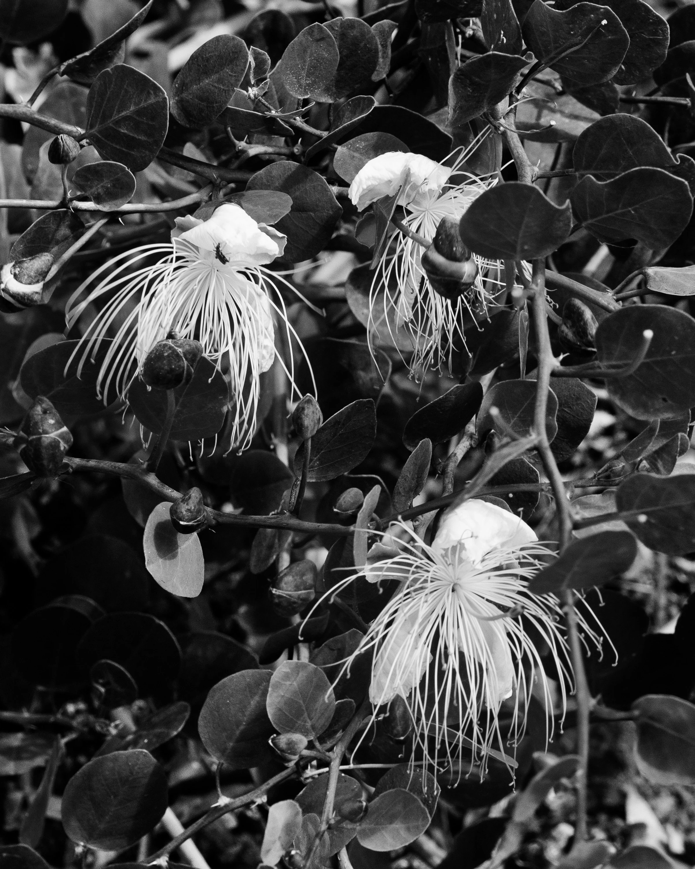 © Florence_Behar_Aboudaram_sHARDS-010.jpg