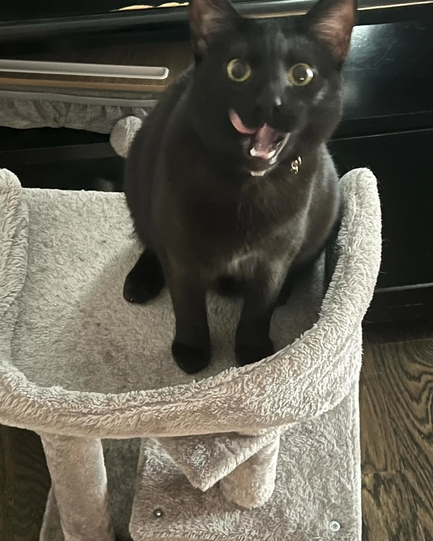 Butter Girl

Mirri is just about a year old now and our love for her grows every day! Her gotcha day was in September 2025, but when Joe and I adopted her she was about 3 months old, making June her birthday month. Thinking about giving her an arbitr