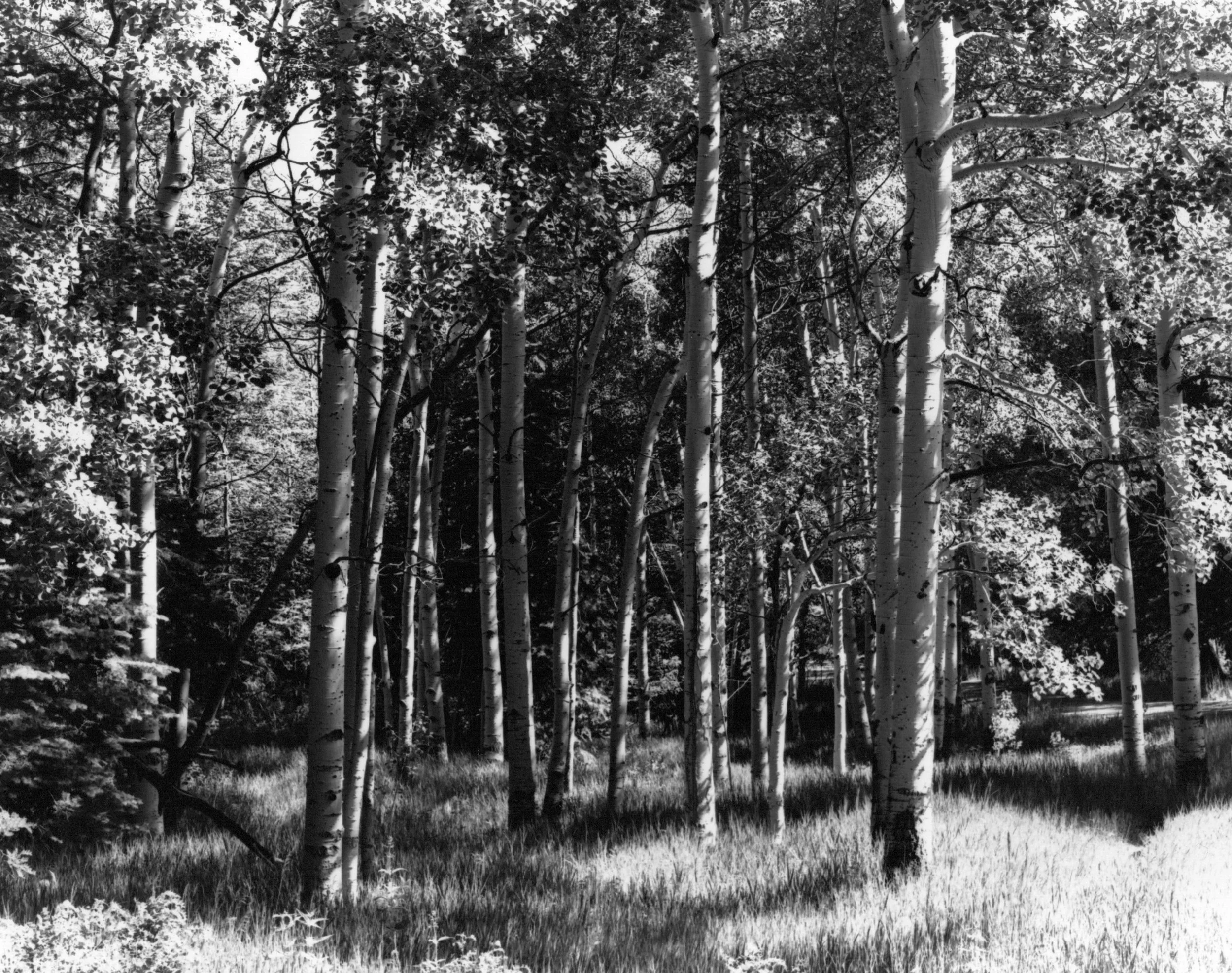 NM Aspens in Summer.jpg