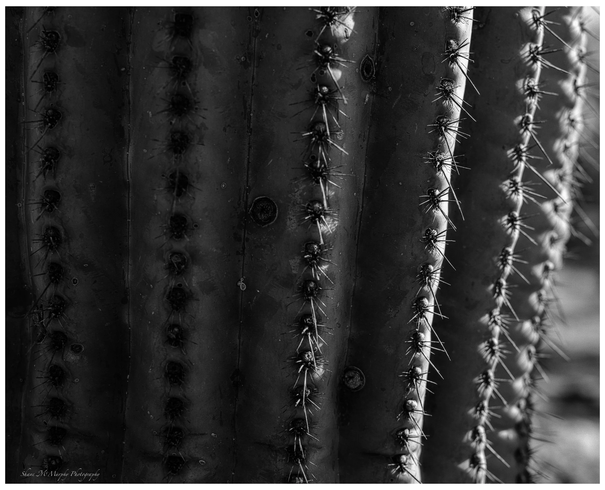 Saguaro 2.jpg