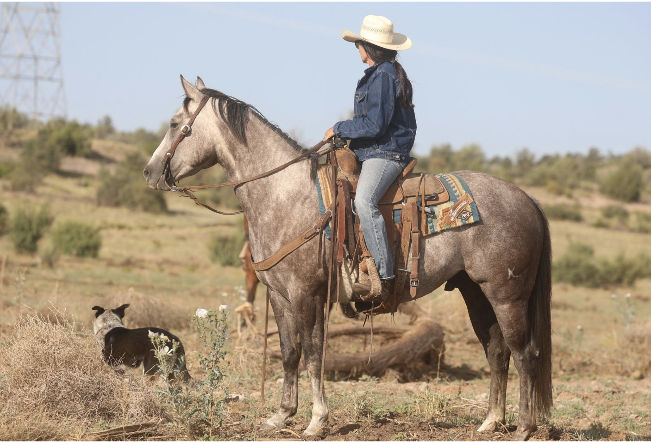 Legacy horse sale