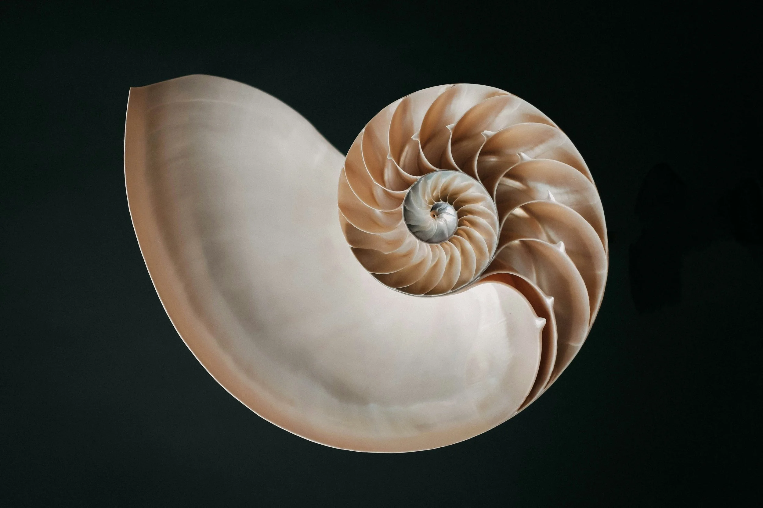 Close-up of a nautilus shell showing its spiral structure and smooth, glossy surface against a dark background.