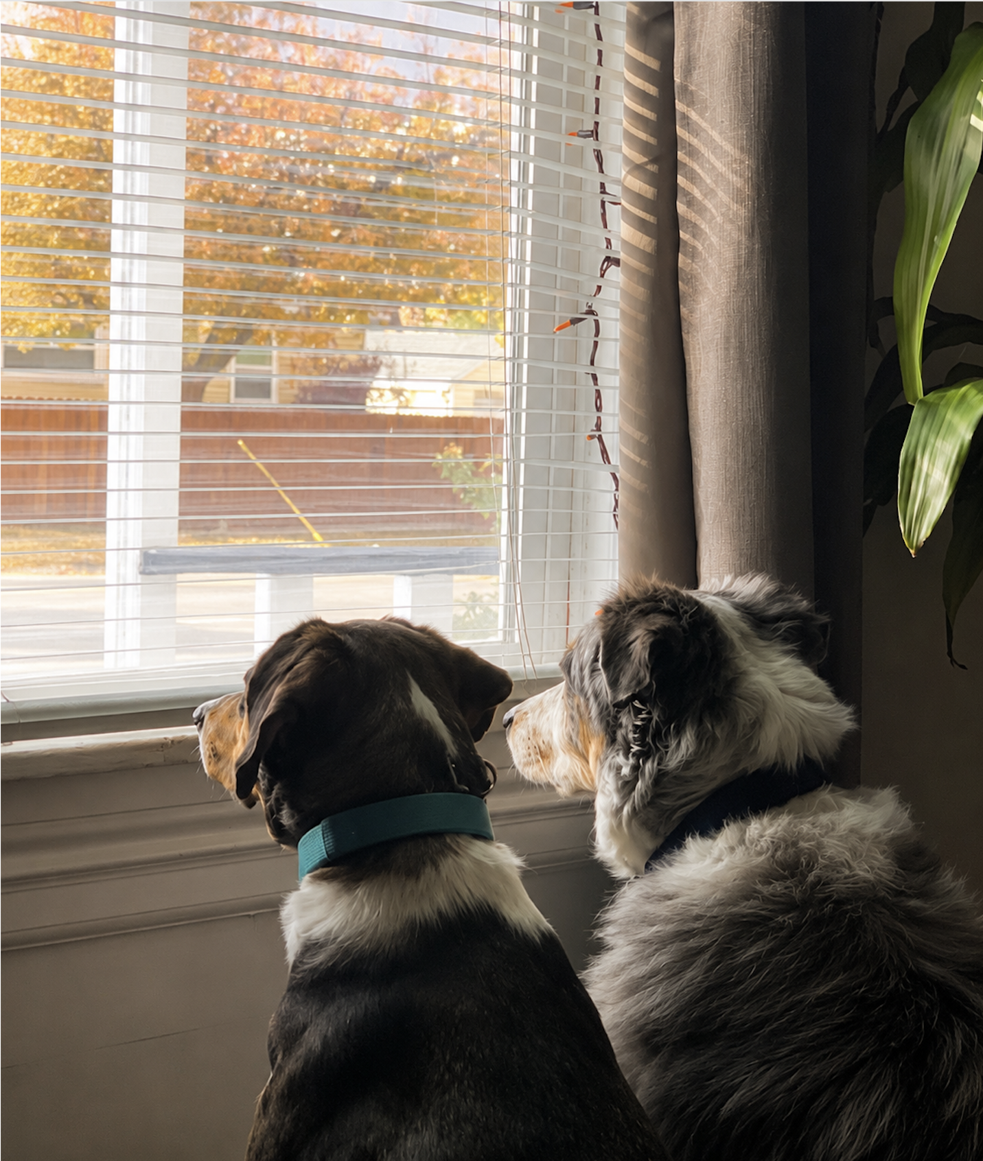Losing a Pet Can Break Your Heart: Understanding Pet Loss and Grief 