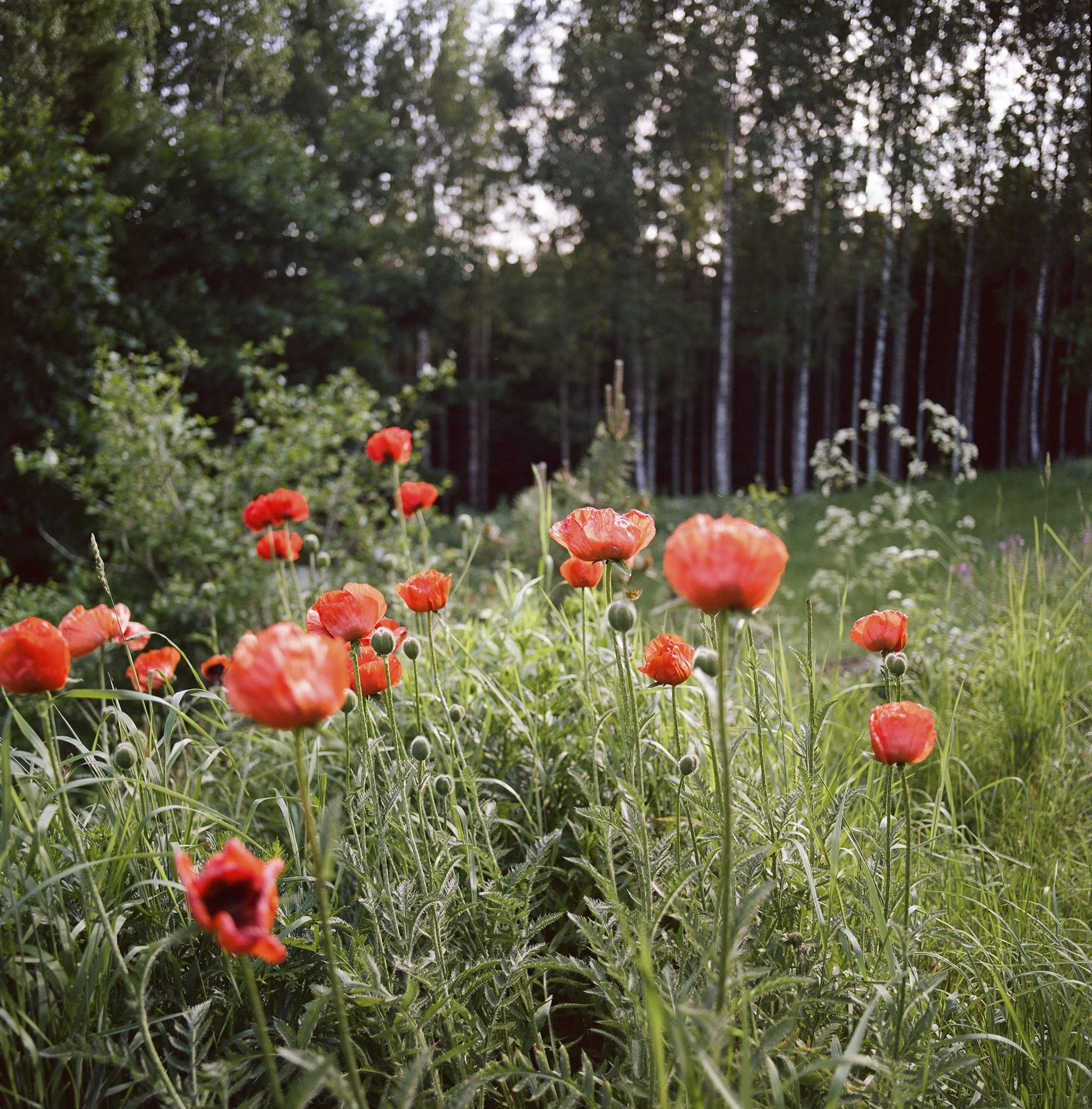 Poppies.jpg