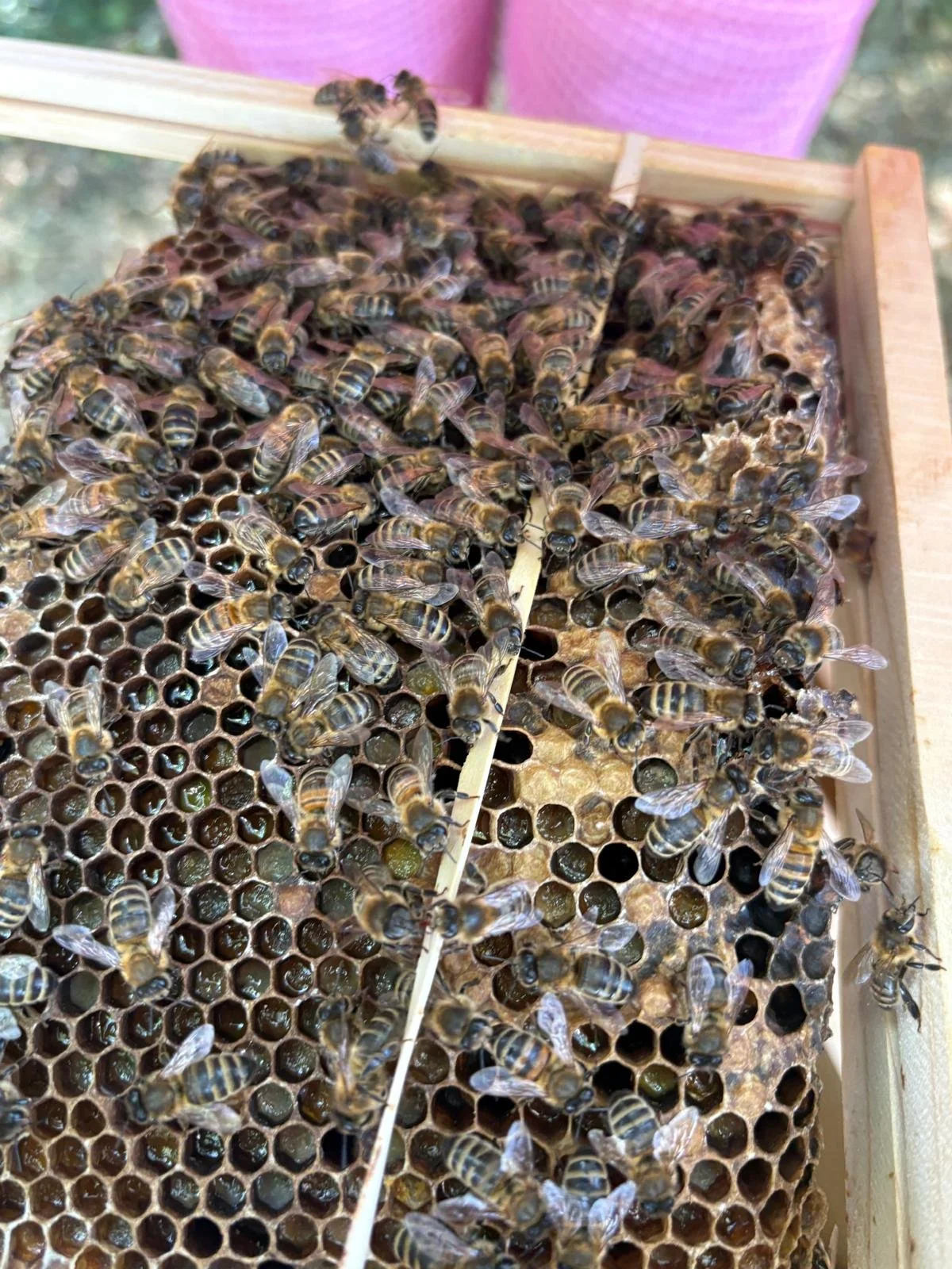 Bee Removal Banbury