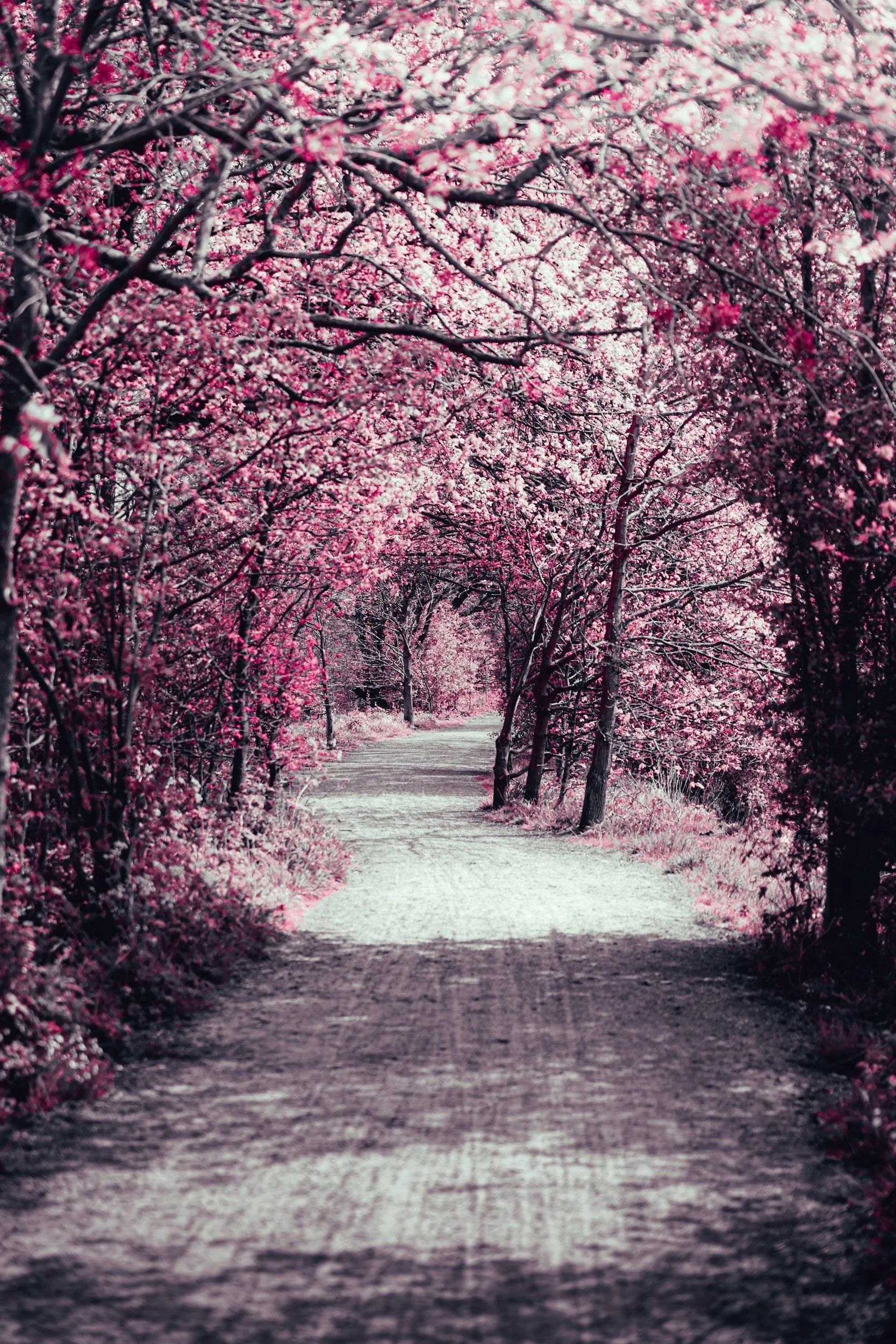 A dirt path winding through a grove of cherry blossom trees with pink and white flowers.