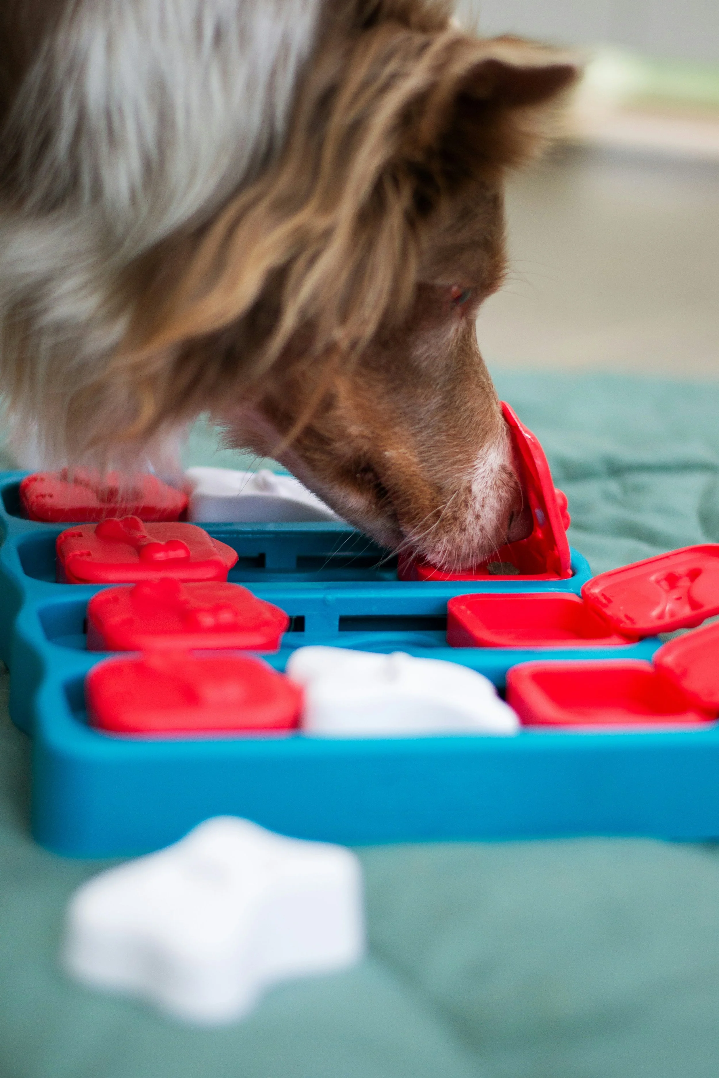 Dog using a treat puzzle toy, with red and white pieces on a blue tray.