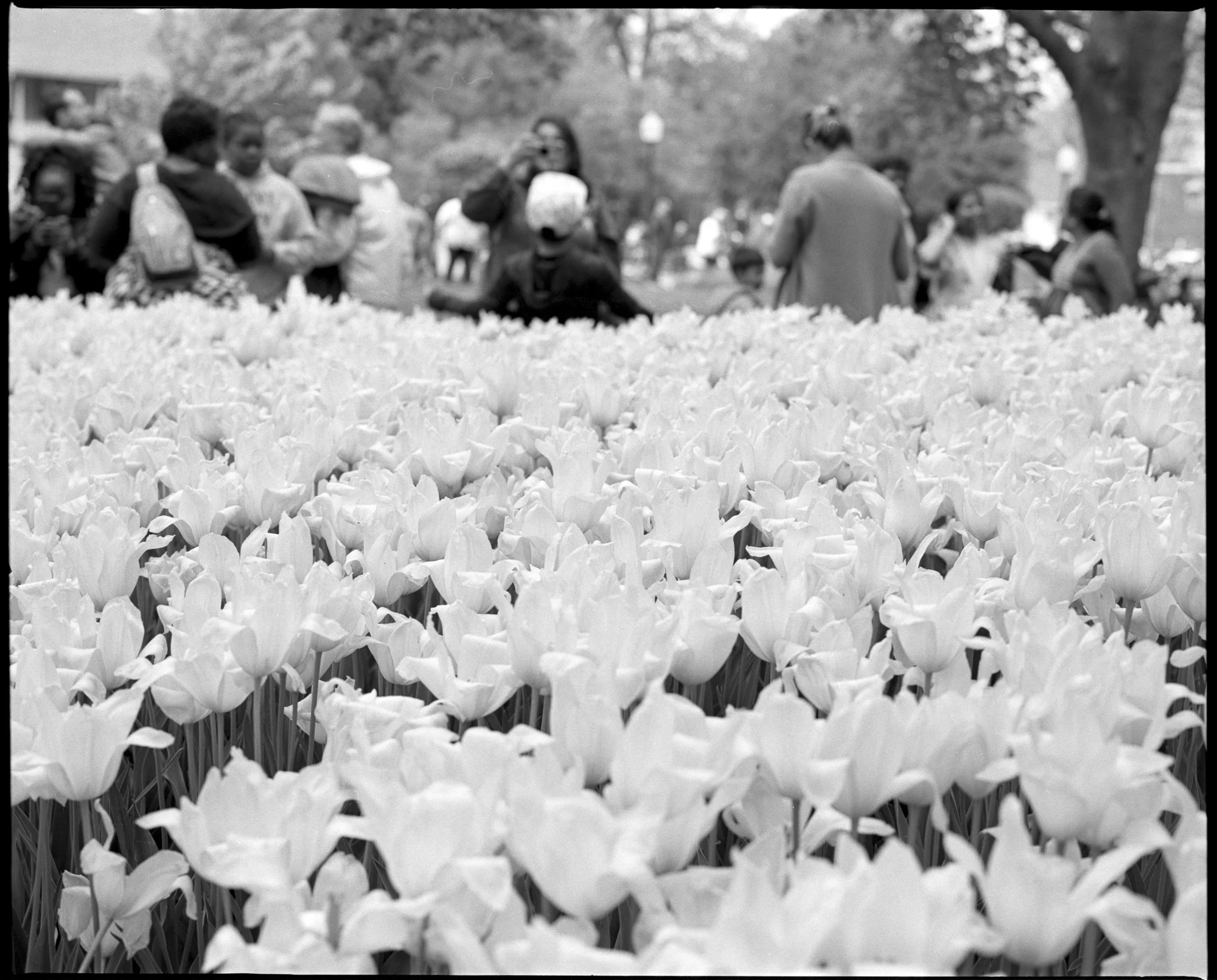 A large flower bed of white tulips in a park, with people walking and taking pictures in the background, and trees surrounding the area. Pella, Iowa Tulip Time Festival, Dutch Heritage