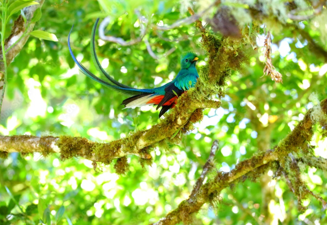 Costa Rica Quetzal.png
