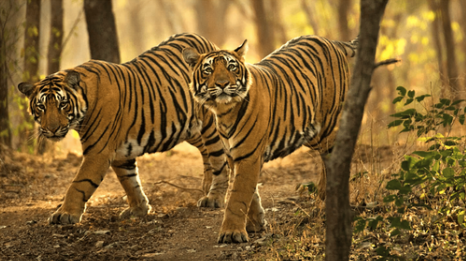 India: Safari en el corazón de Madhya Pradesh