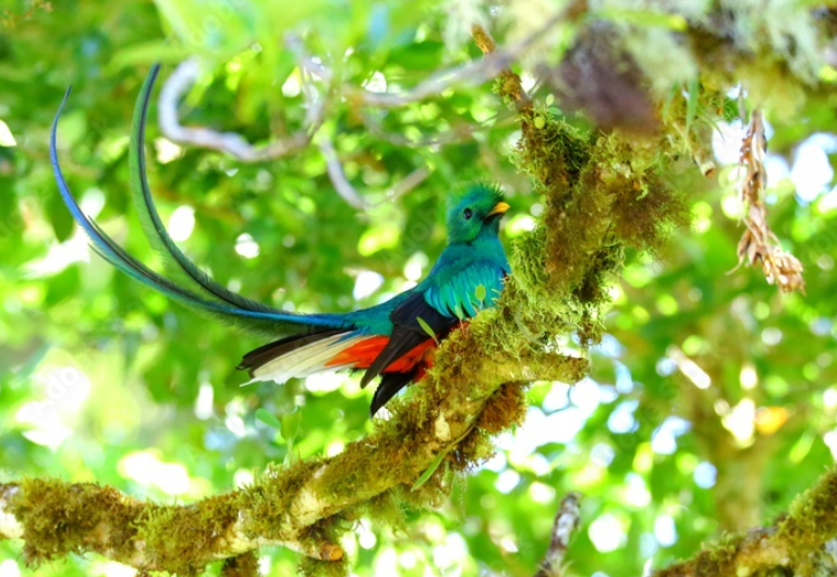Costa Rica: Zona de los Santos, donde los quetzales prosperan en el bosque de niebla