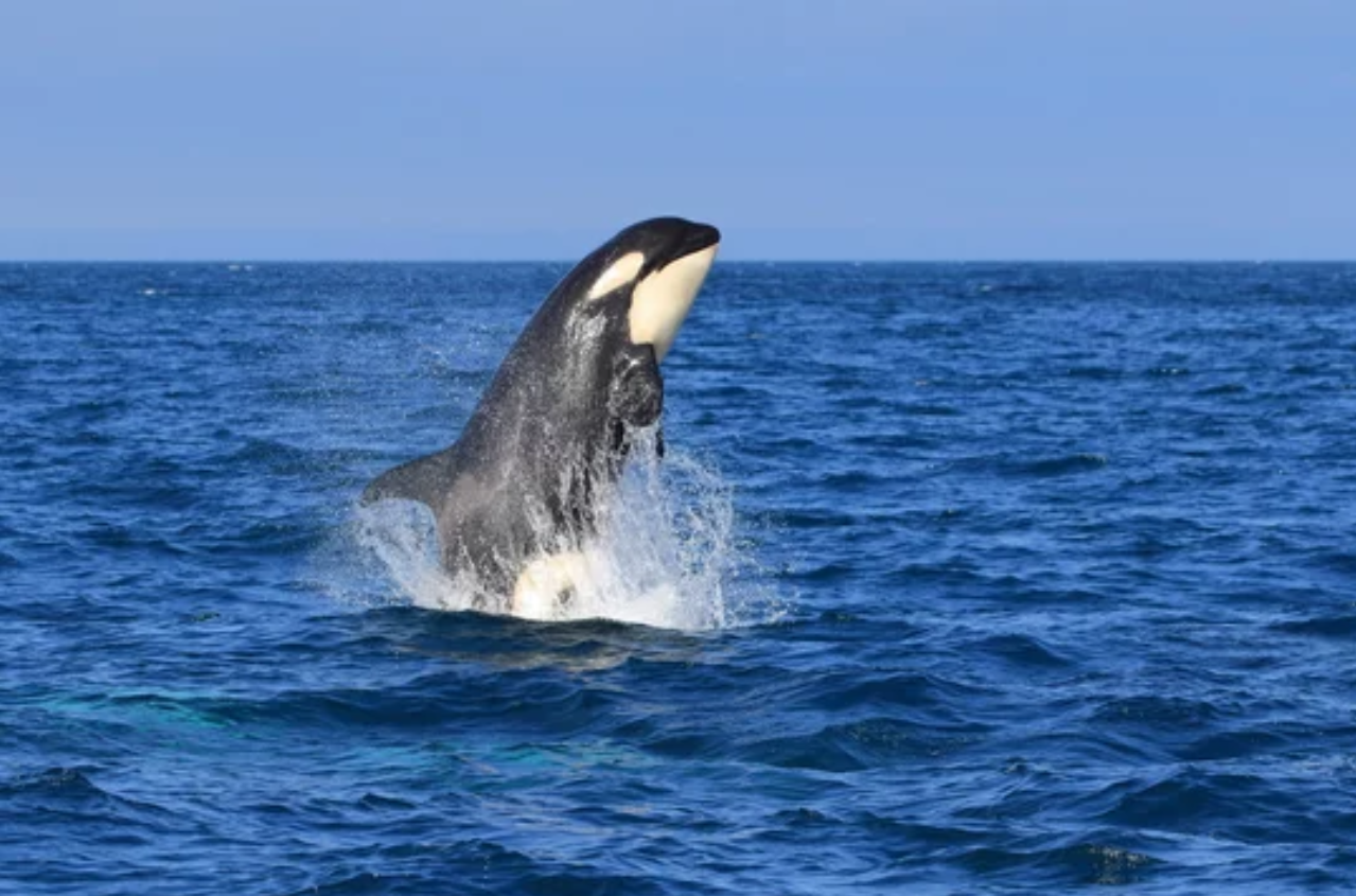 Avistamiento de orcas en las Islas San Juan