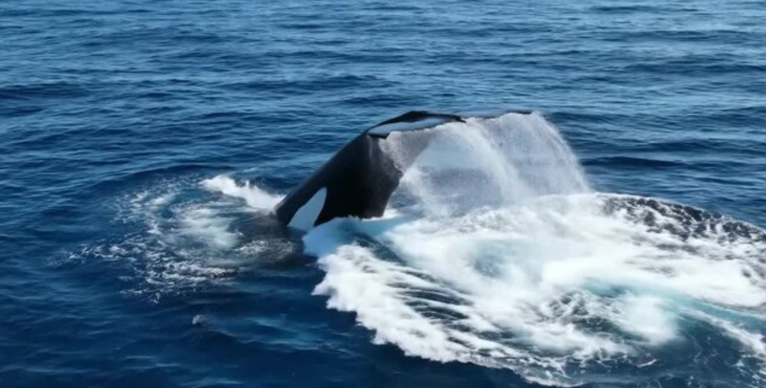 Avistamiento de orcas 5.png