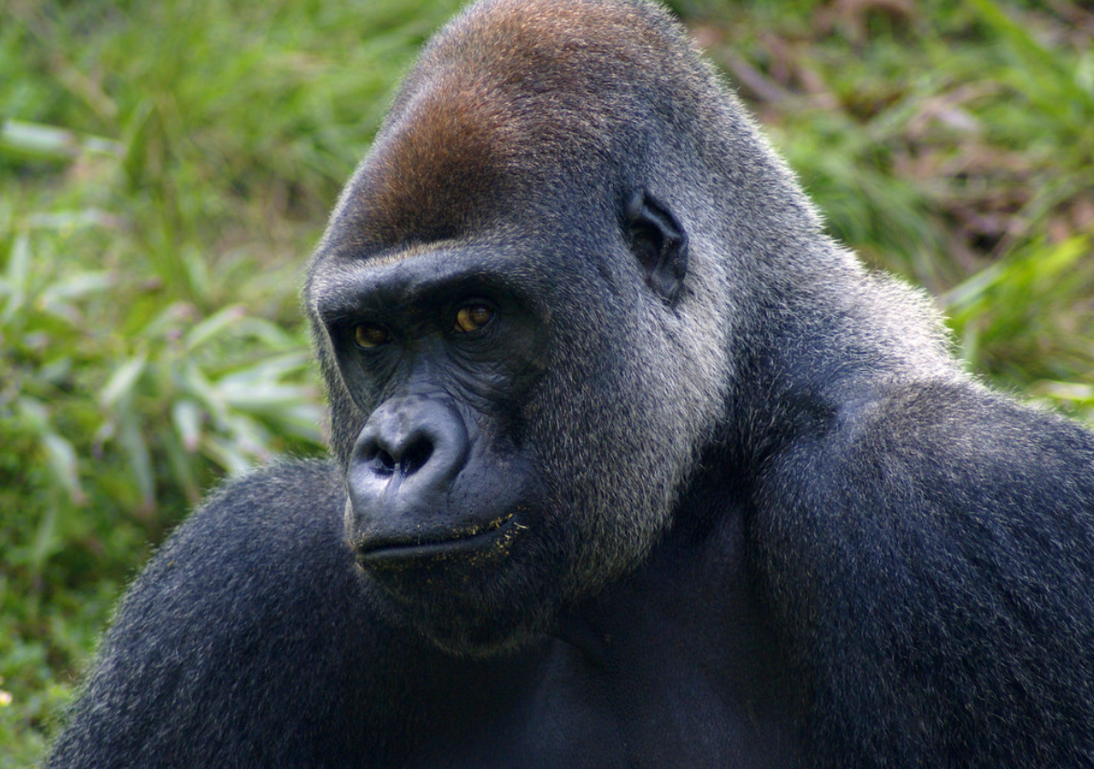 Uganda 1 gorila.png