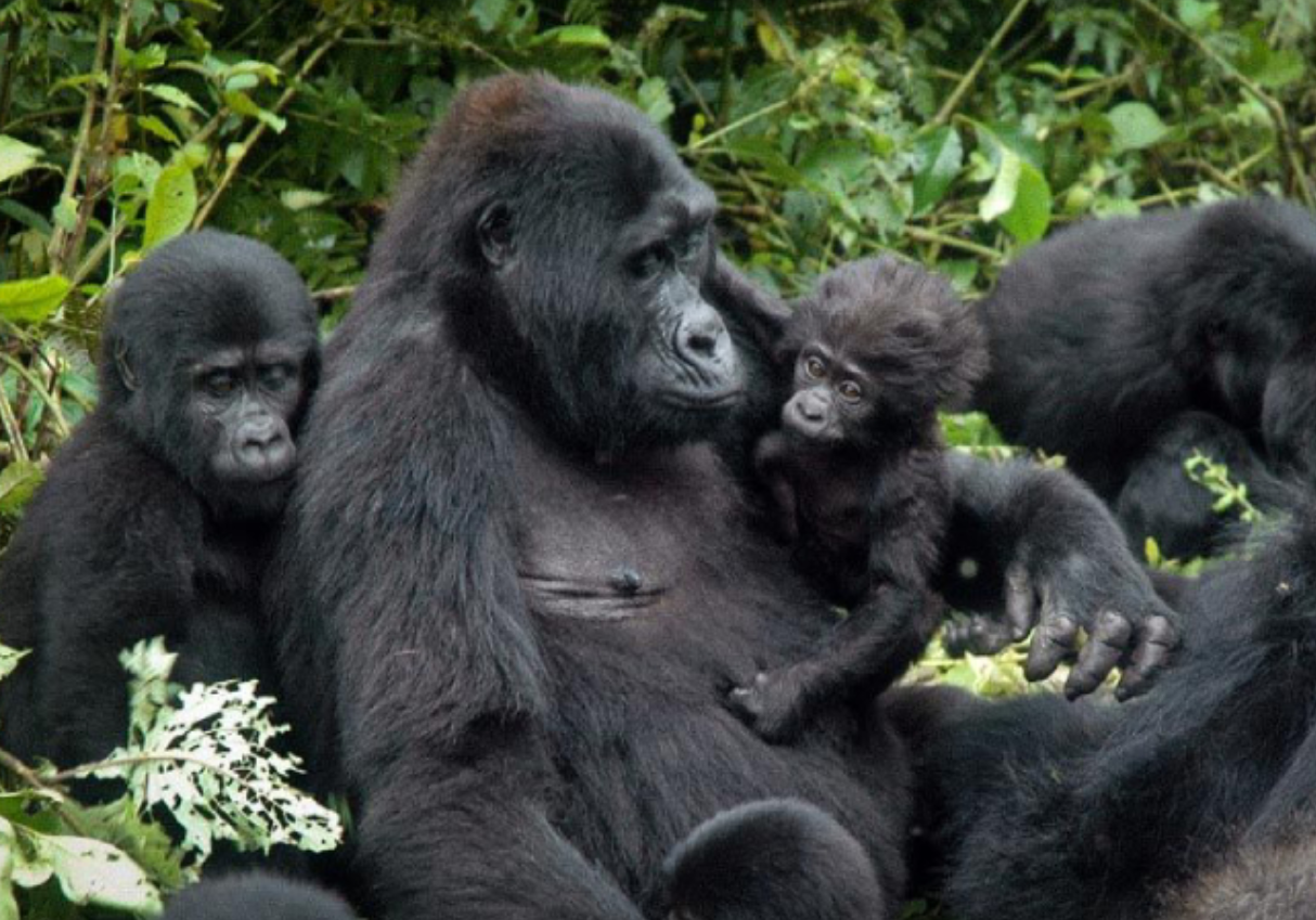 Uganda 2 familia gorila.png