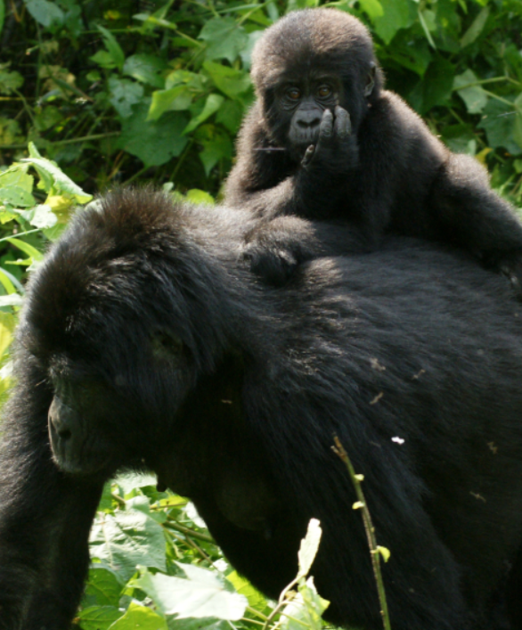 Uganda 5 Madre e hijo.png