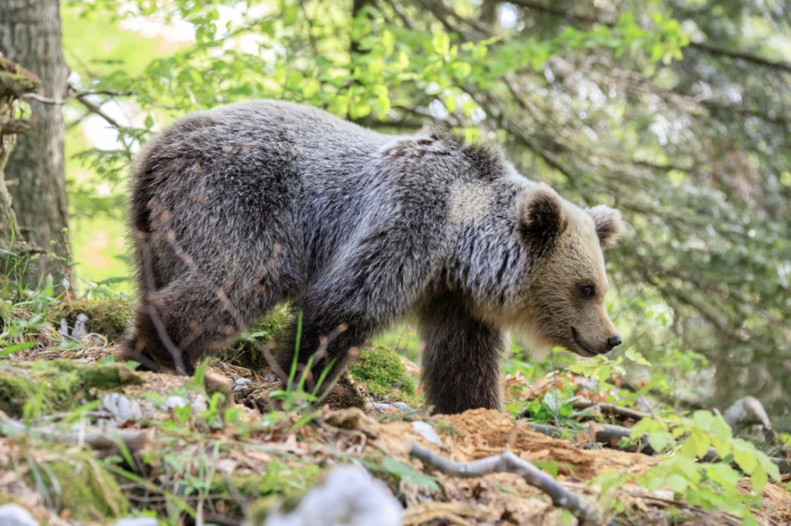 Bear tracking in Slovenia with Roundabout Experiences