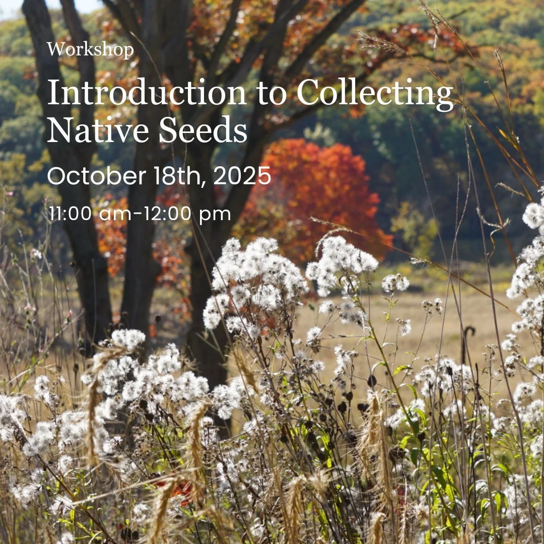 Intro to Collecting Native Seeds