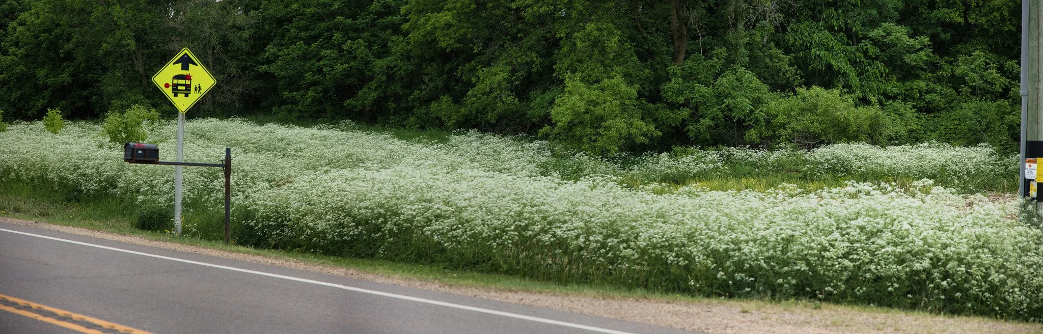 Deadly Poison Hemlock Is Rapidly Colonizing Wisconsin and Minnesota Roadsides – and Mowing May Be Spreading It