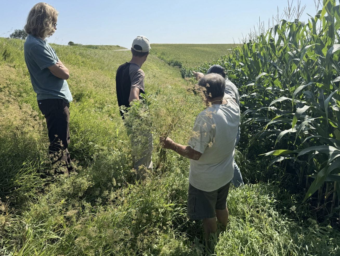 Spotted From 400 Feet Up: A Plant New to Wisconsin Is Colonizing Green County Roadsides — and Mowing Appears to Be Moving It