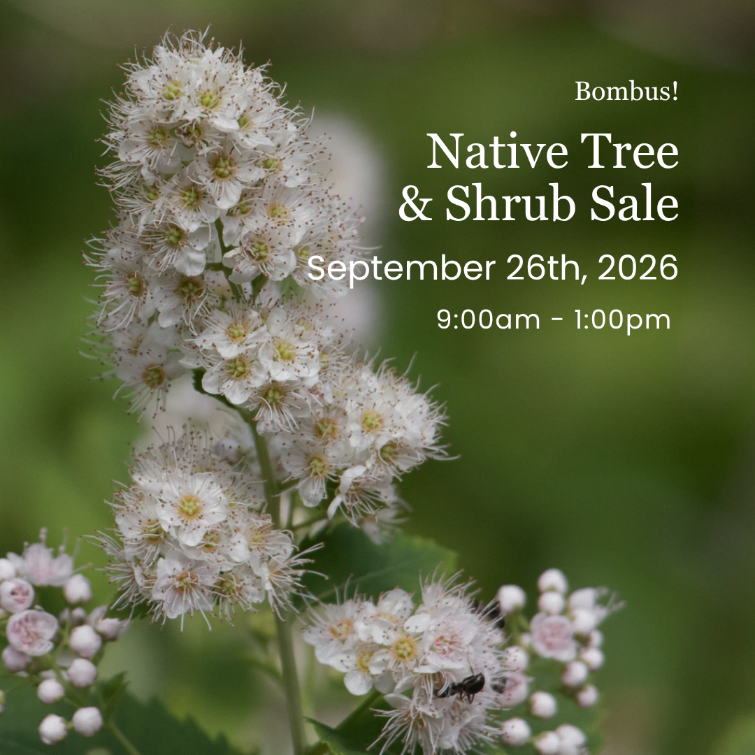 Bombus Native Tree & Shrub Sale