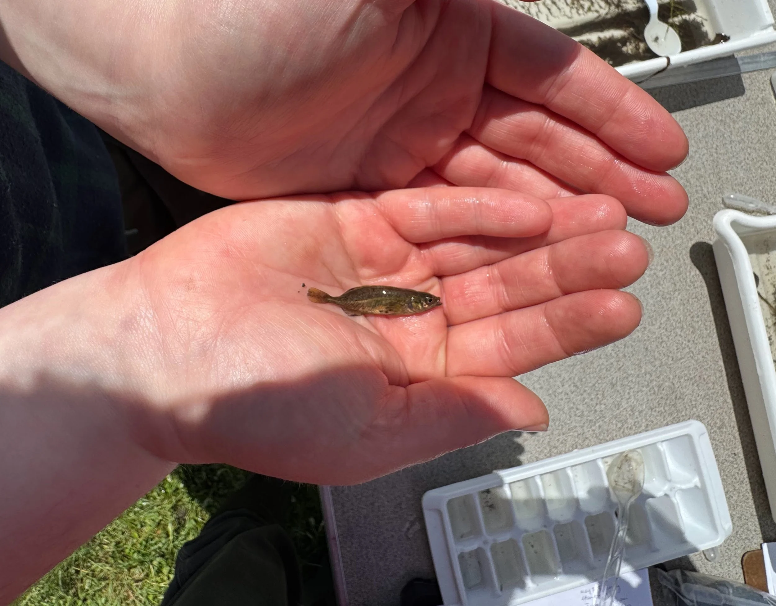 Brook stickleback (Culaea inconstans) captured by Craig Ellefson during aquatic macroinvertebrate demo by Emily Heald, Rivers Educator.