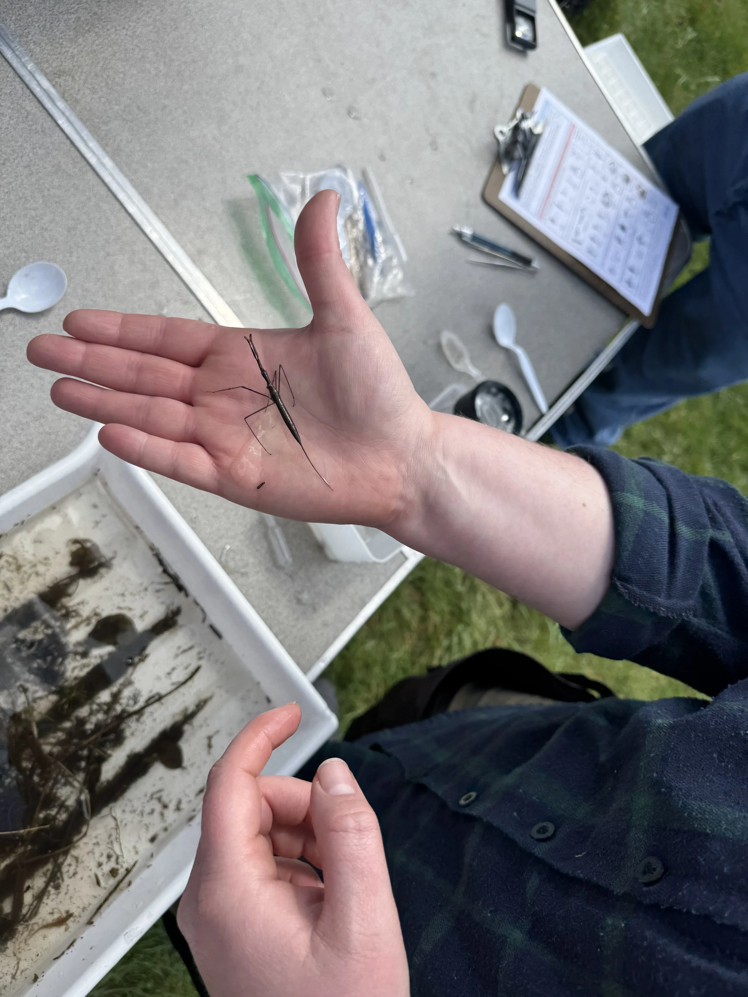 DESCRIPTION:  Water scorpion (Ranatra sp.)