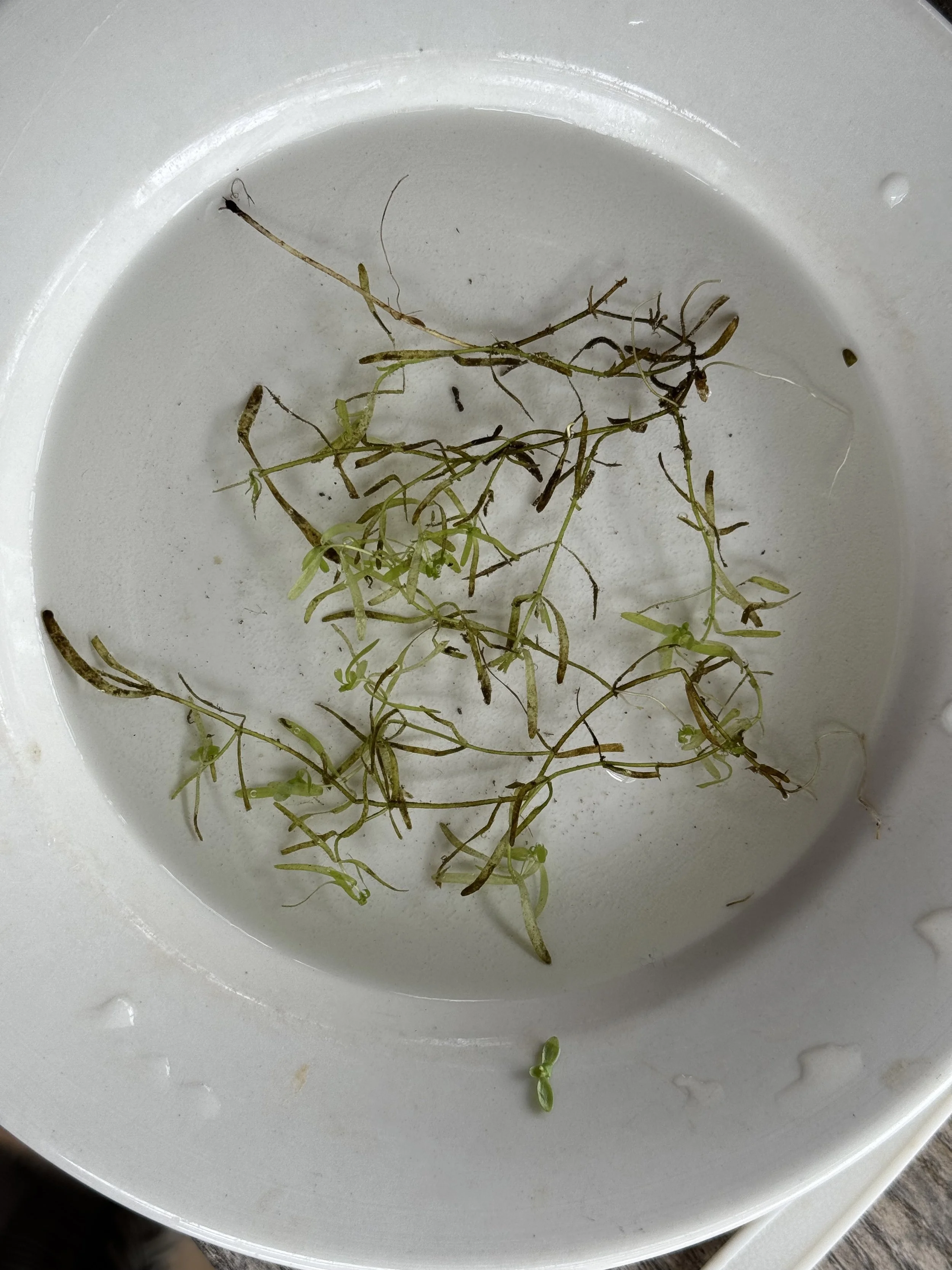 Common water starwort (Callitriche palustris) collected for ID by Susan Lehnhardt during aquatic macroinvertebrate demo by Emily Heald, Rivers Educator 