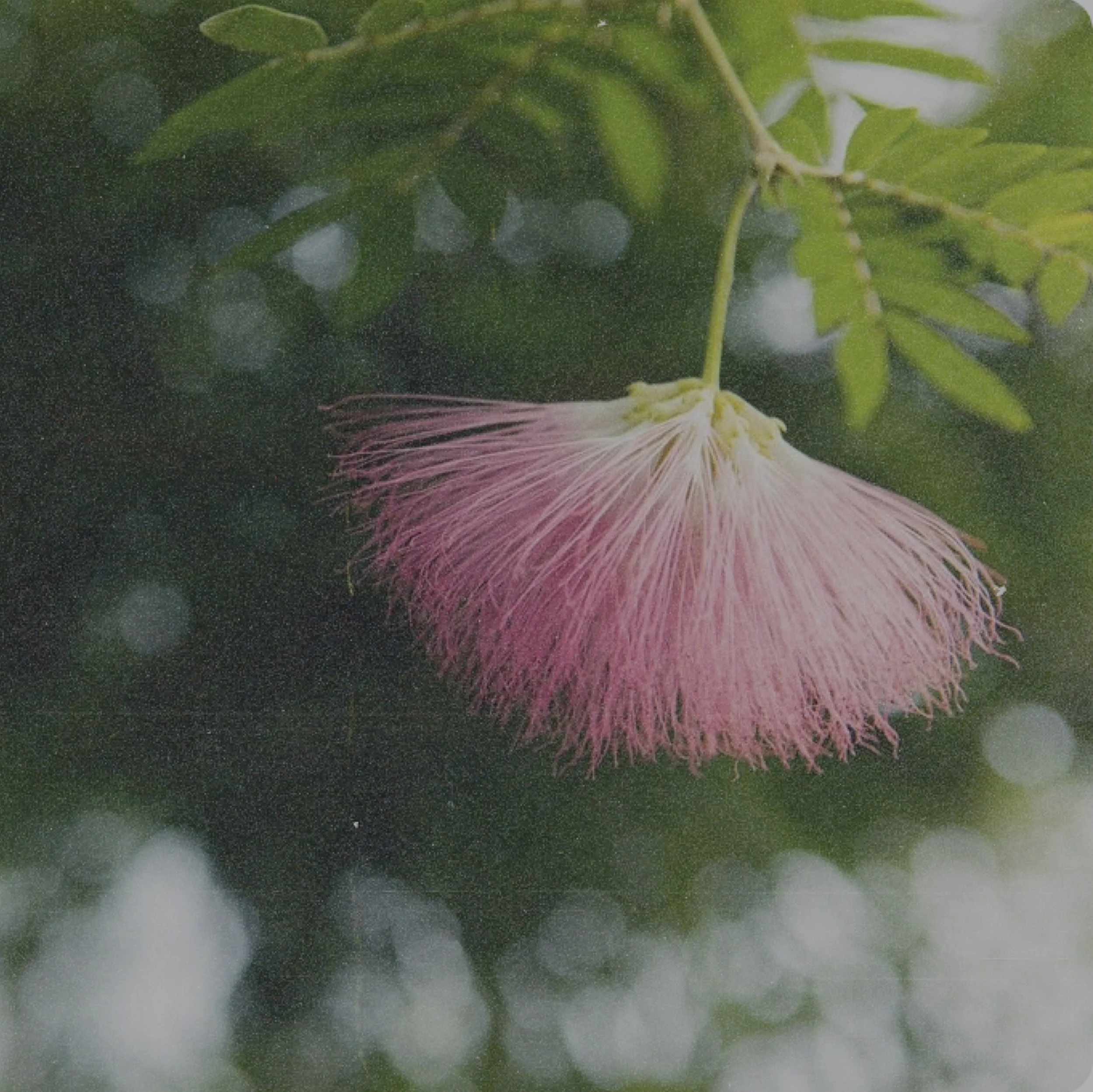 A pink, fluffy flower hanging from a green branch with leaves.