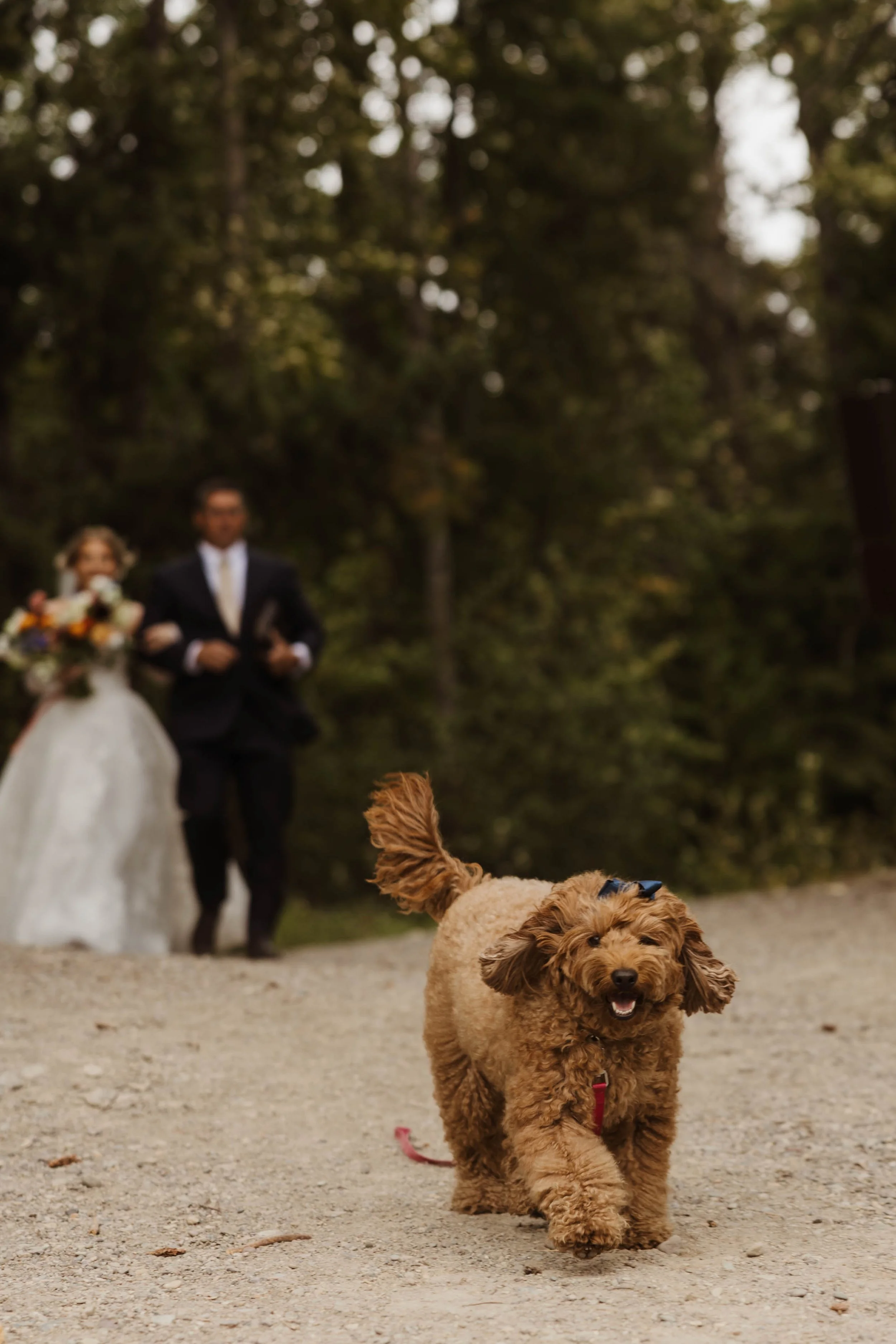 Wedding Ceremony at Lake Mcdonald