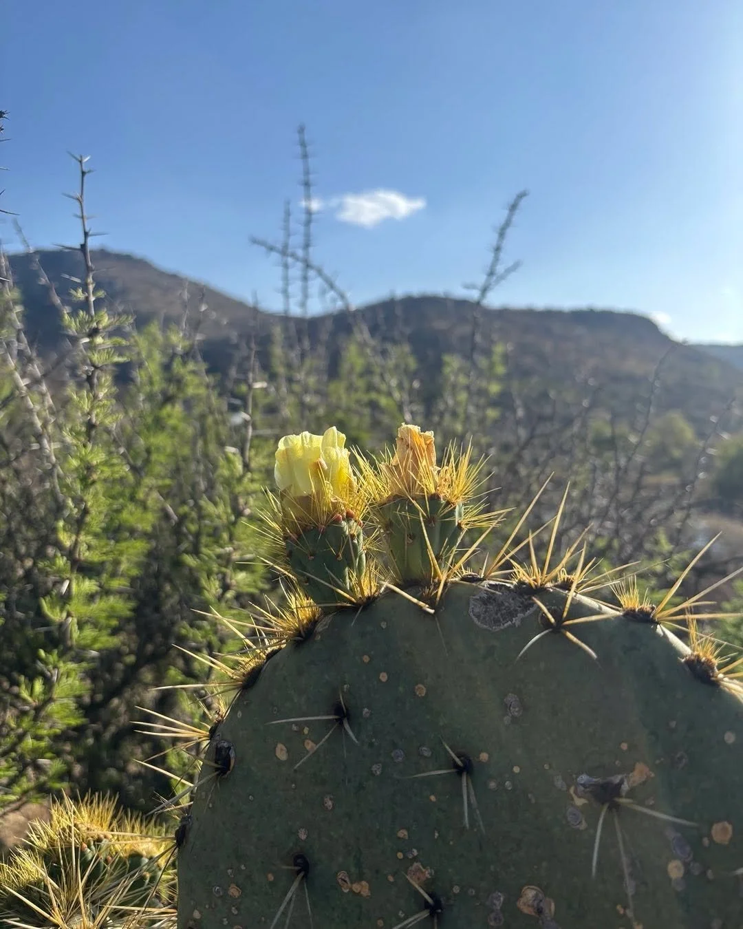 Spring in the desert☀️
