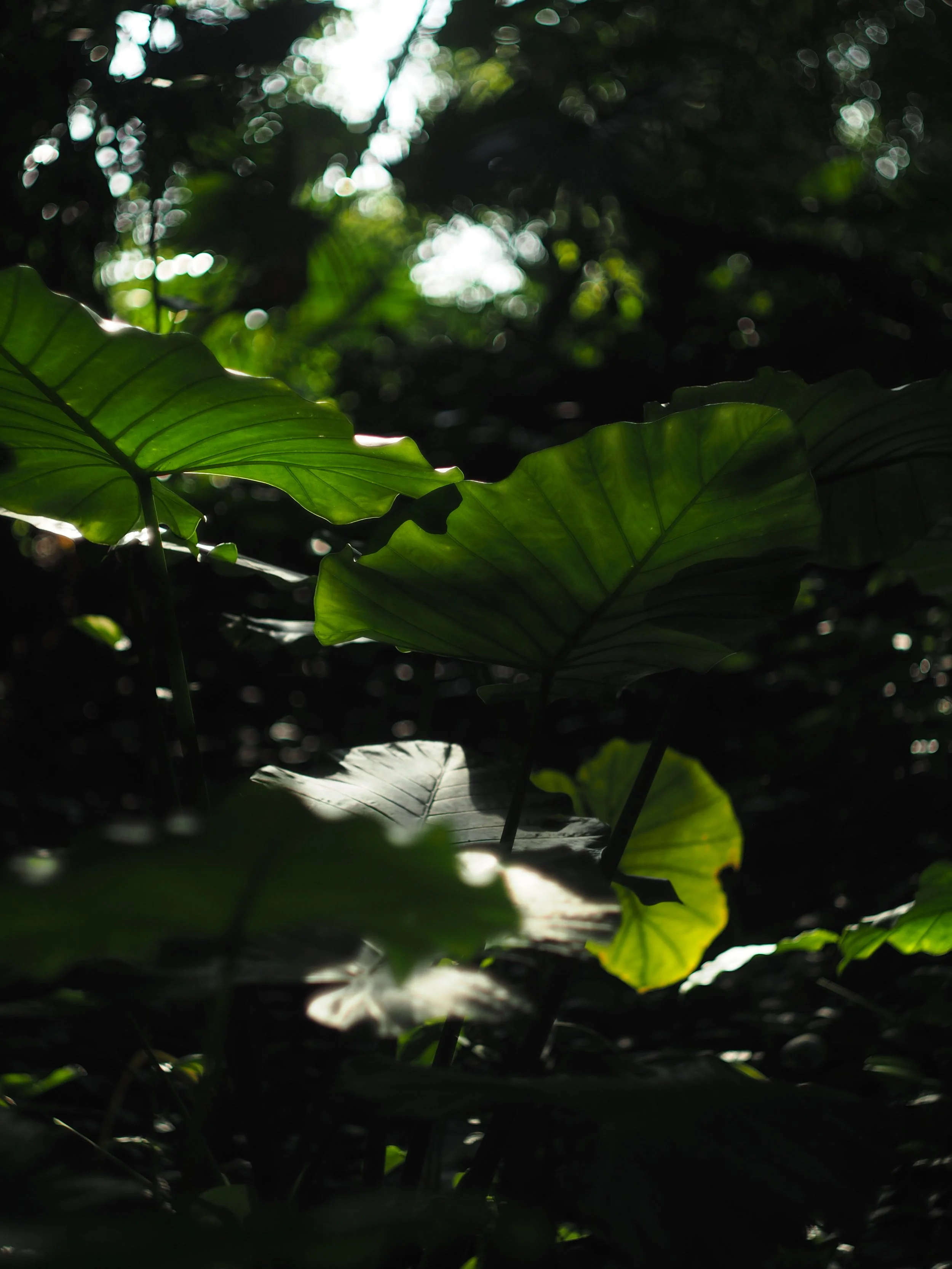 PC011013.jpg