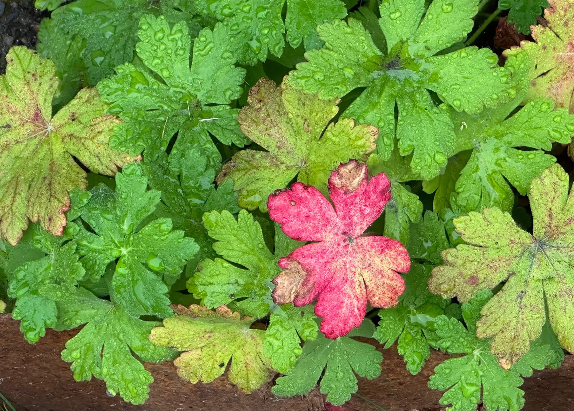 Green and reddish leaves of a flowering plant, covered in water droplets.