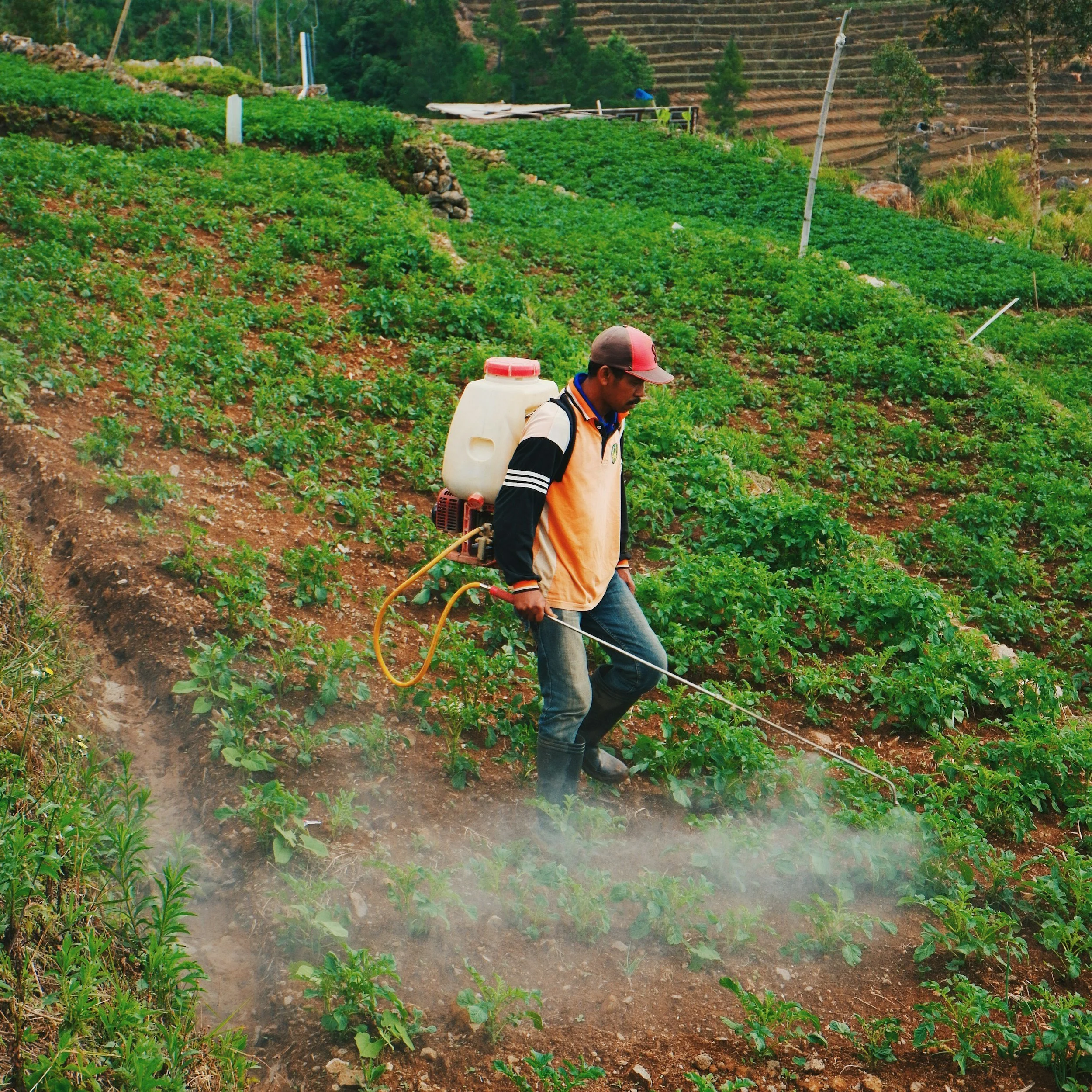 A man in a beige and black jacket, jeans, and a baseball cap is standing on a hillside farm, spraying plants with a backpack sprayer connected to a hose and spray wand. The farm has rows of green plants, with some terraced sections in the background.