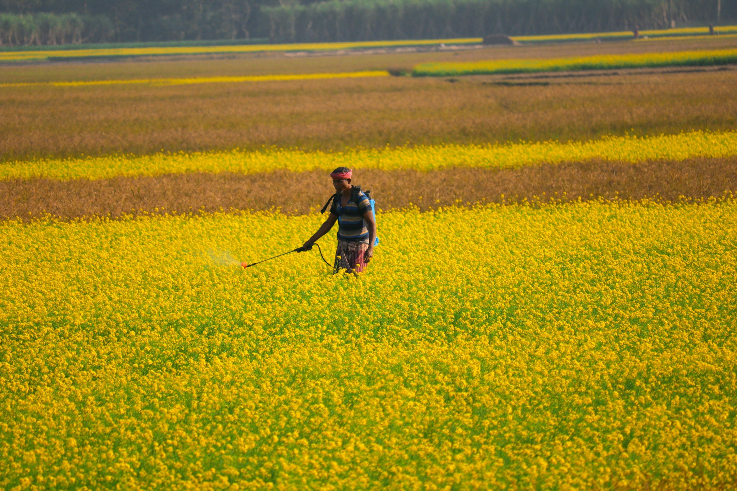 A person walking through a field of yellow flowers, spraying pesticides or fertilizers with a backpack sprayer.