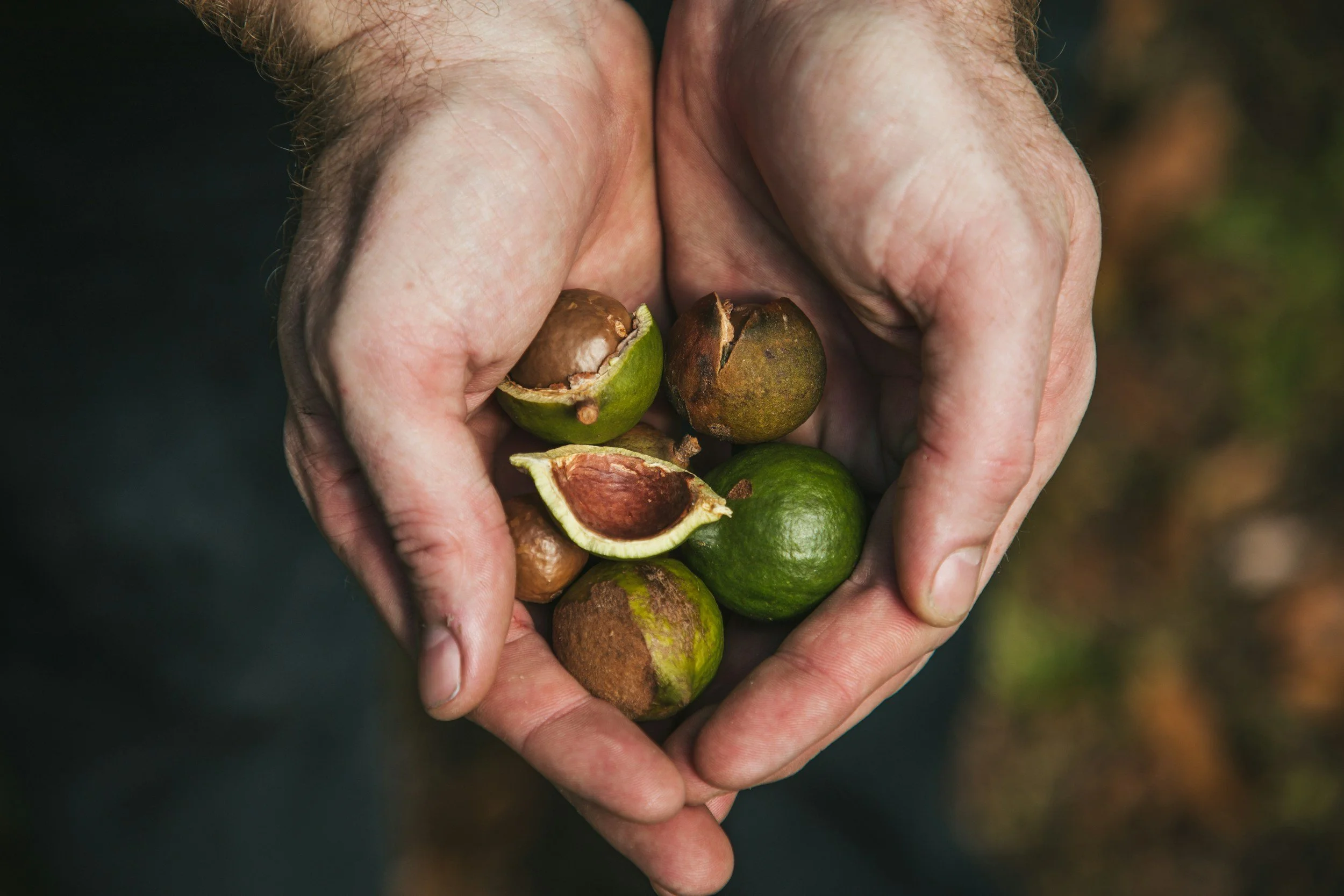 A pair of hands holding several cracked walnuts and walnuts in shells, with some shells open showing the nut inside.