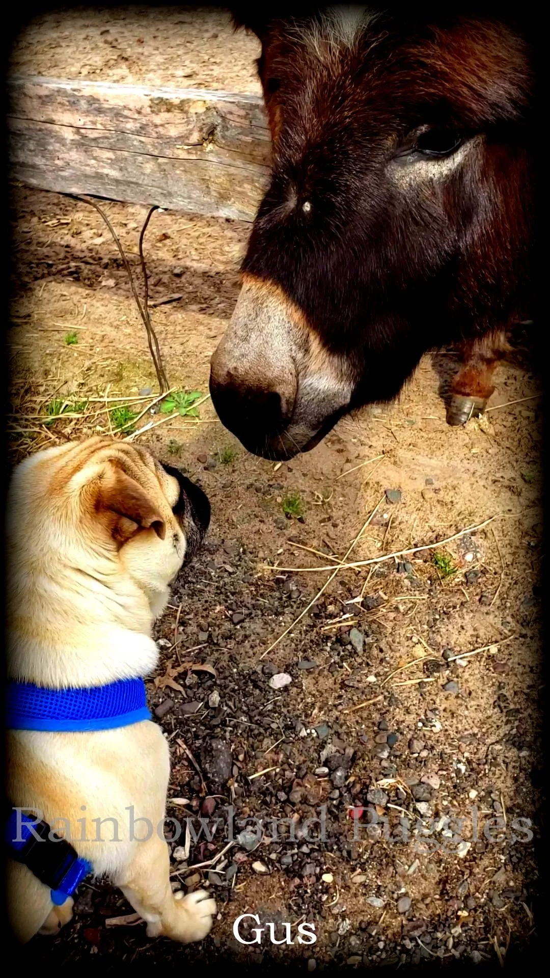 Gus donkey.jpg