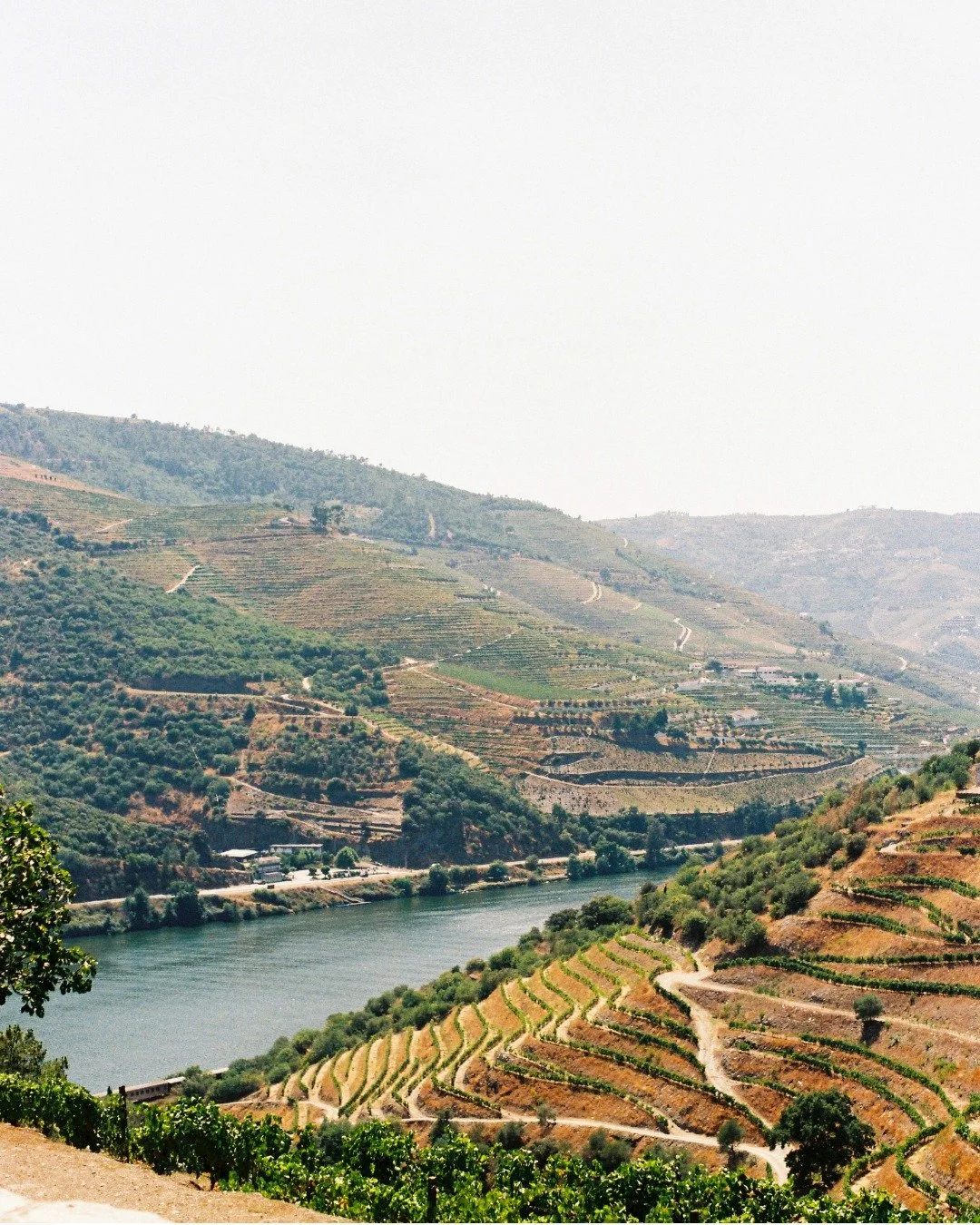 Douro Valley on 35mm
.
.
.
#filmphotography #analogphotography #filmphoto #portugal #35mm #douro #portugal