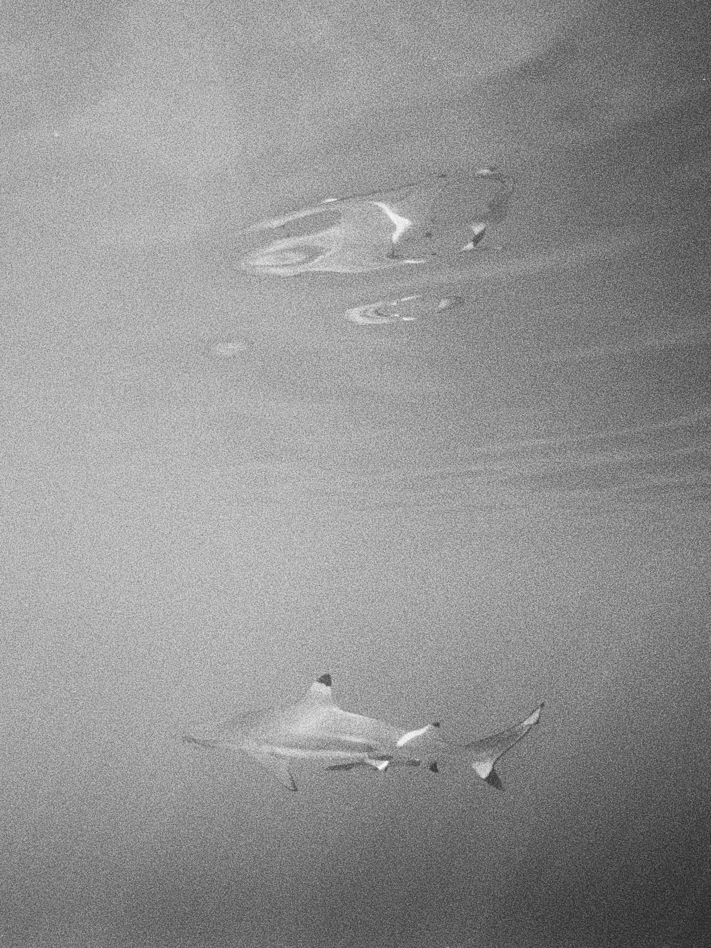 My first ever roll of film underwater with some very curious subjects in Fiji 💙
.
.
.
.
.
#reefshark #fiji #sharkdive #analogphotography #underwaterphotographer