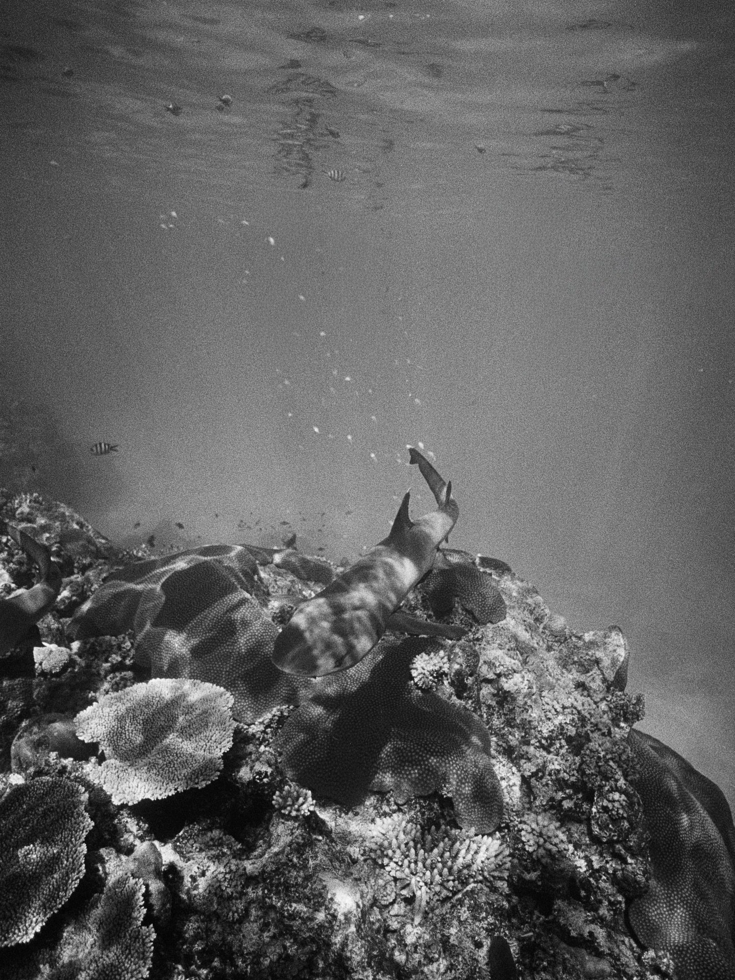 A different world, shot on 35mm film. This was entirely new territory for me to shoot, in fact slide 3 was the first photo I ever took on my underwater camera. Plenty of imperfections, but so happy I was able to capture these moments on the format I 