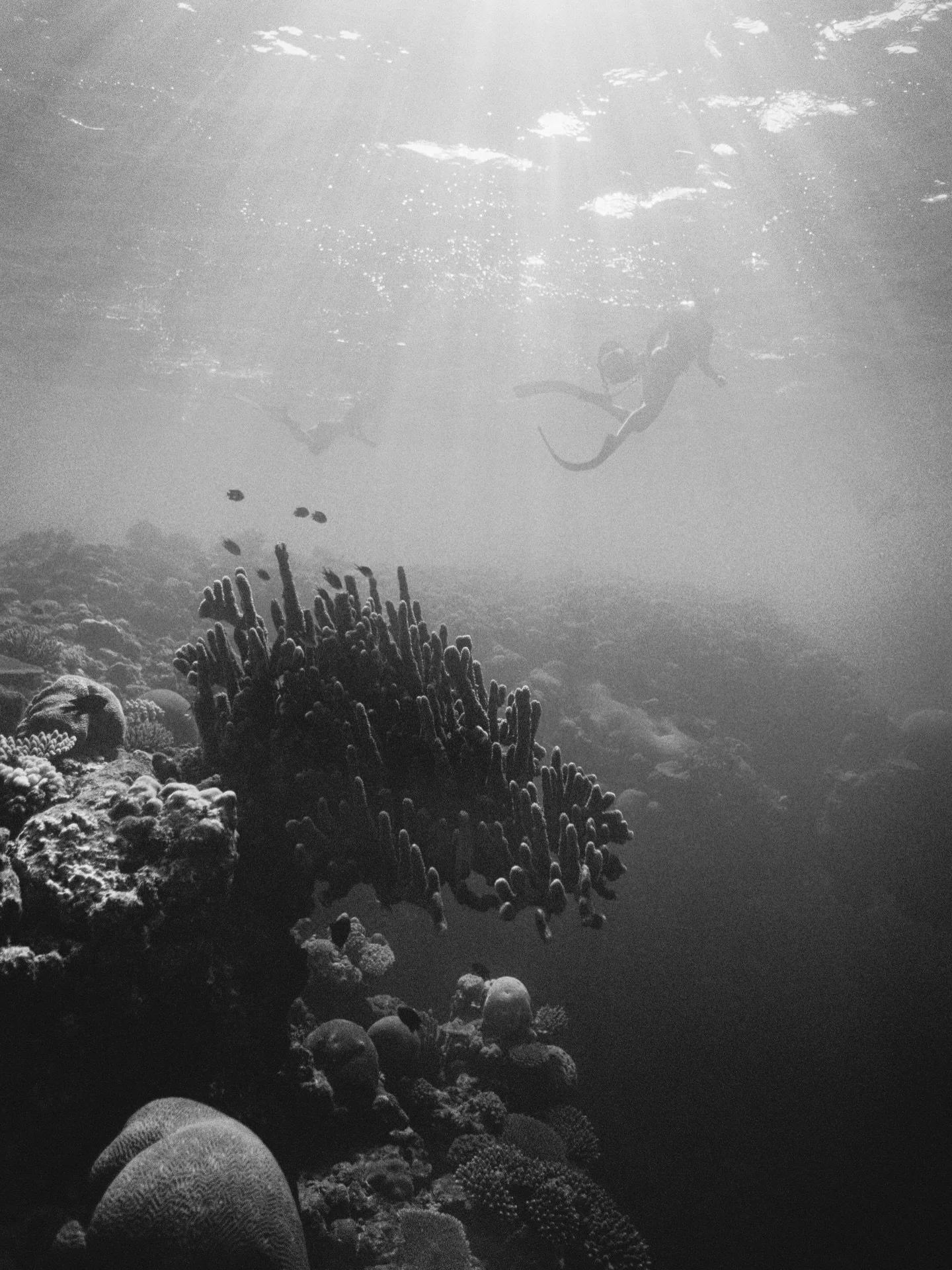 Looking for sharkies in the deep blue of the South Pacific&hellip; all shot on 35mm in the Yasawa Islands of Fiji. Swipe to the last slide for the camera in question &amp; a reminder to always watch your back.. 🦈💙
.
.
.
#fijiislands #sharkdive #und